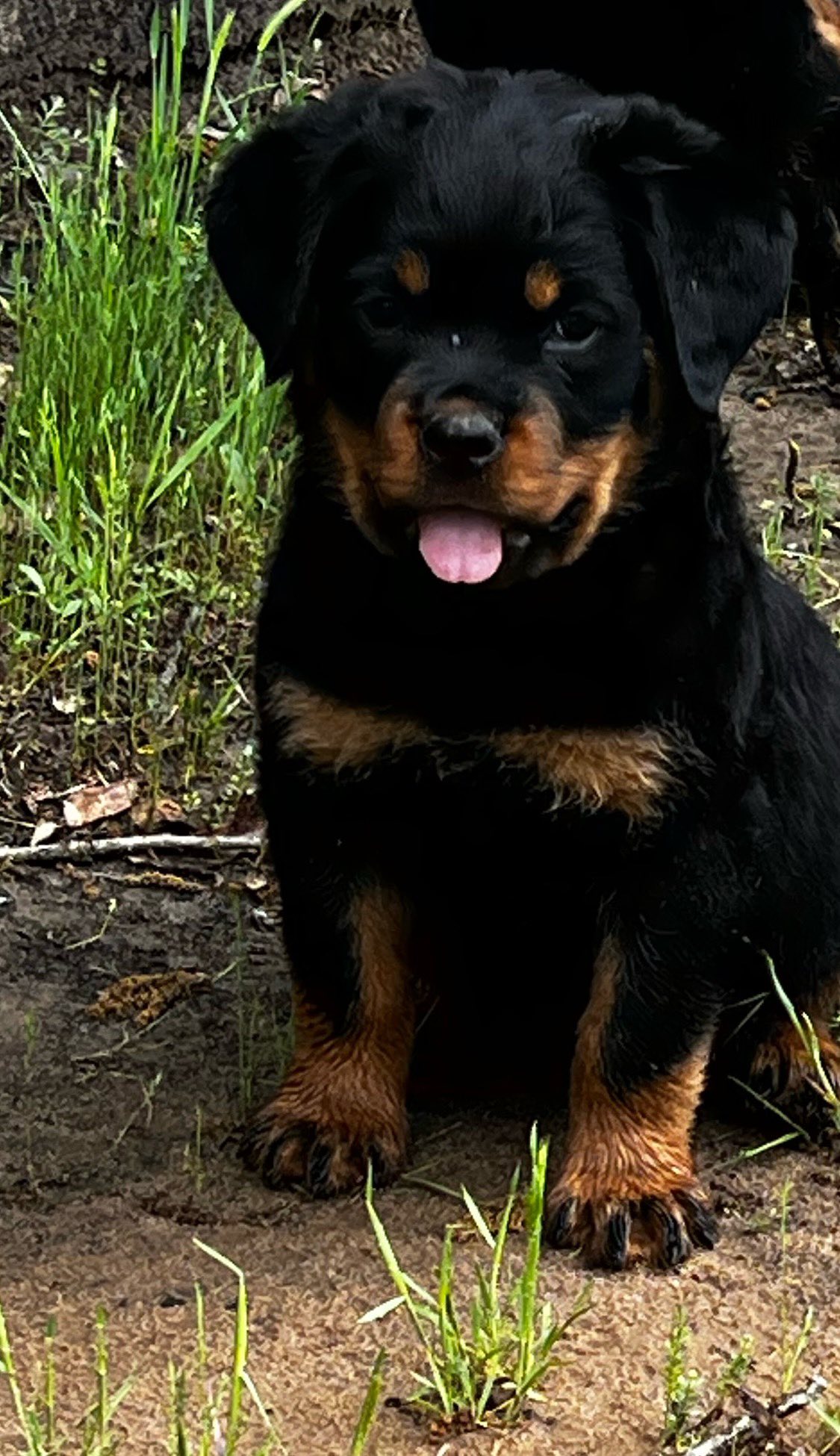 TNT Rottweilers | Harrah OK