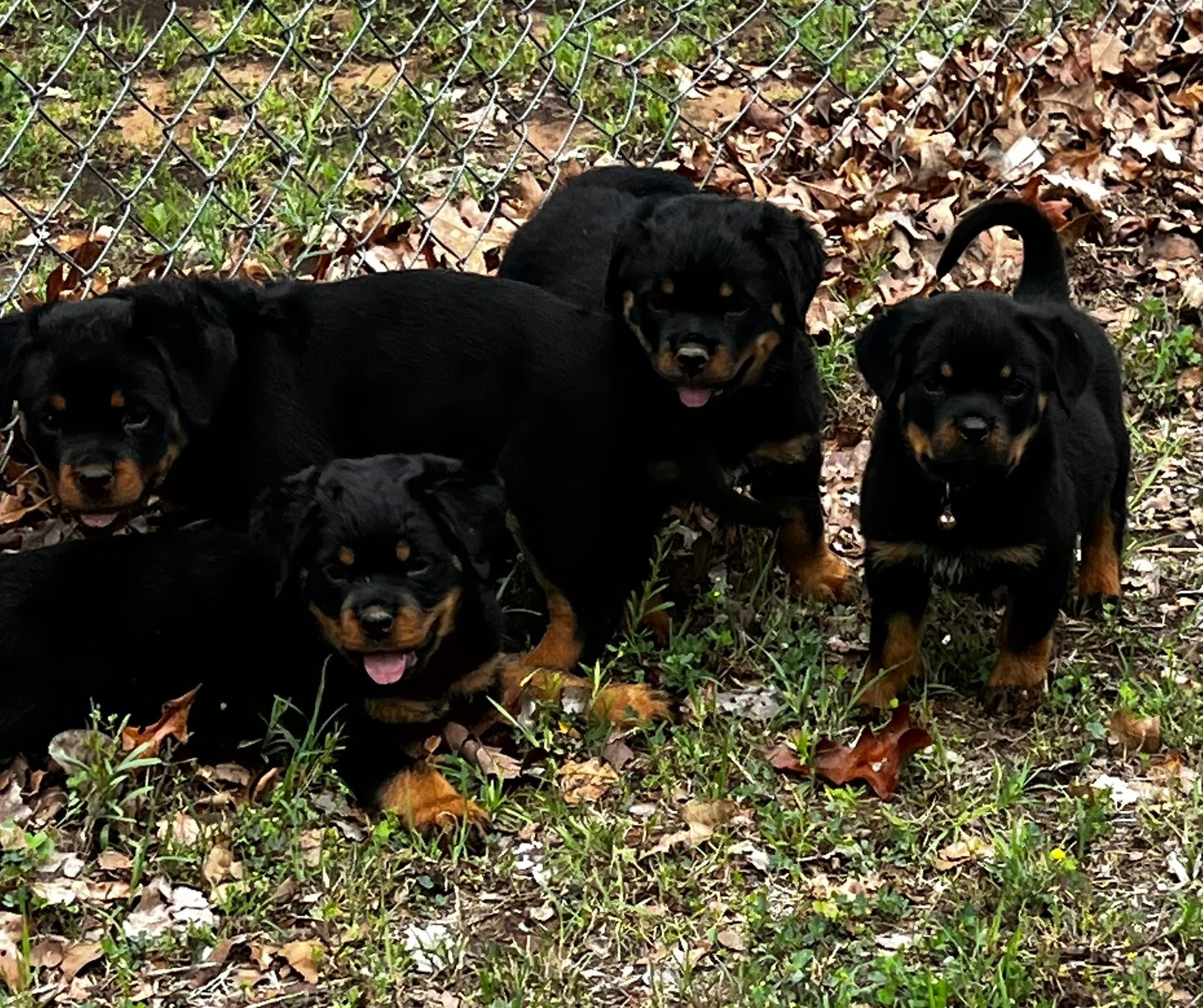 TNT Rottweilers | Harrah OK