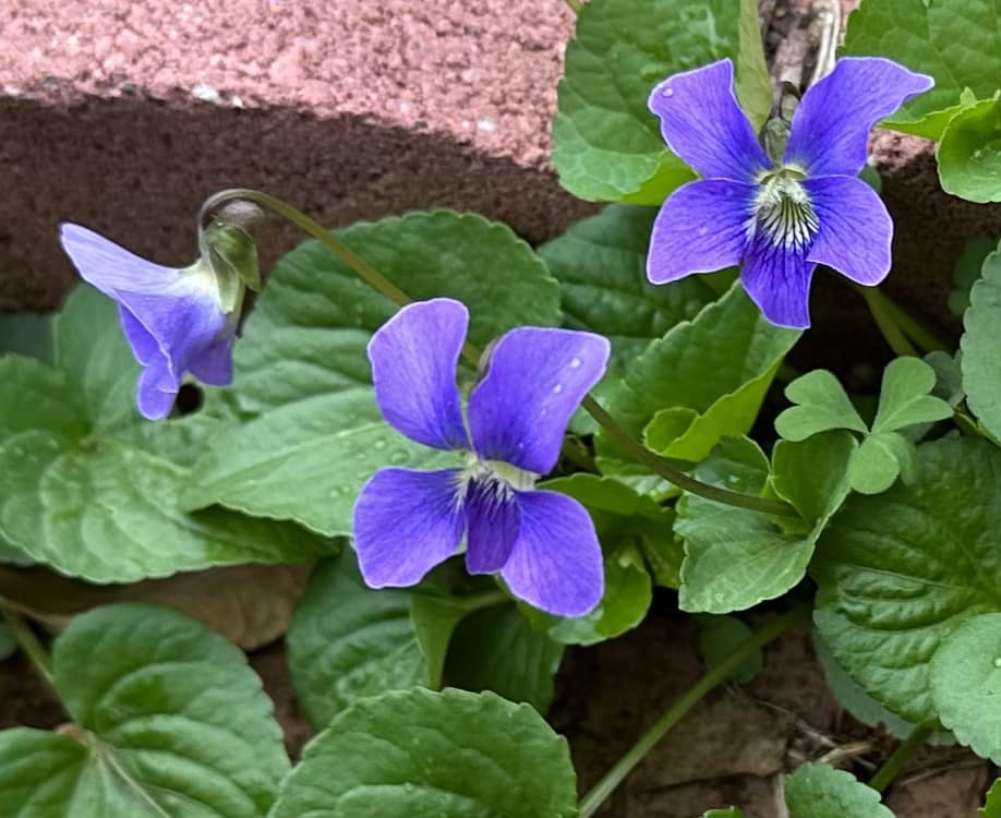 What are these pretty plants in my Zone 5b yard?