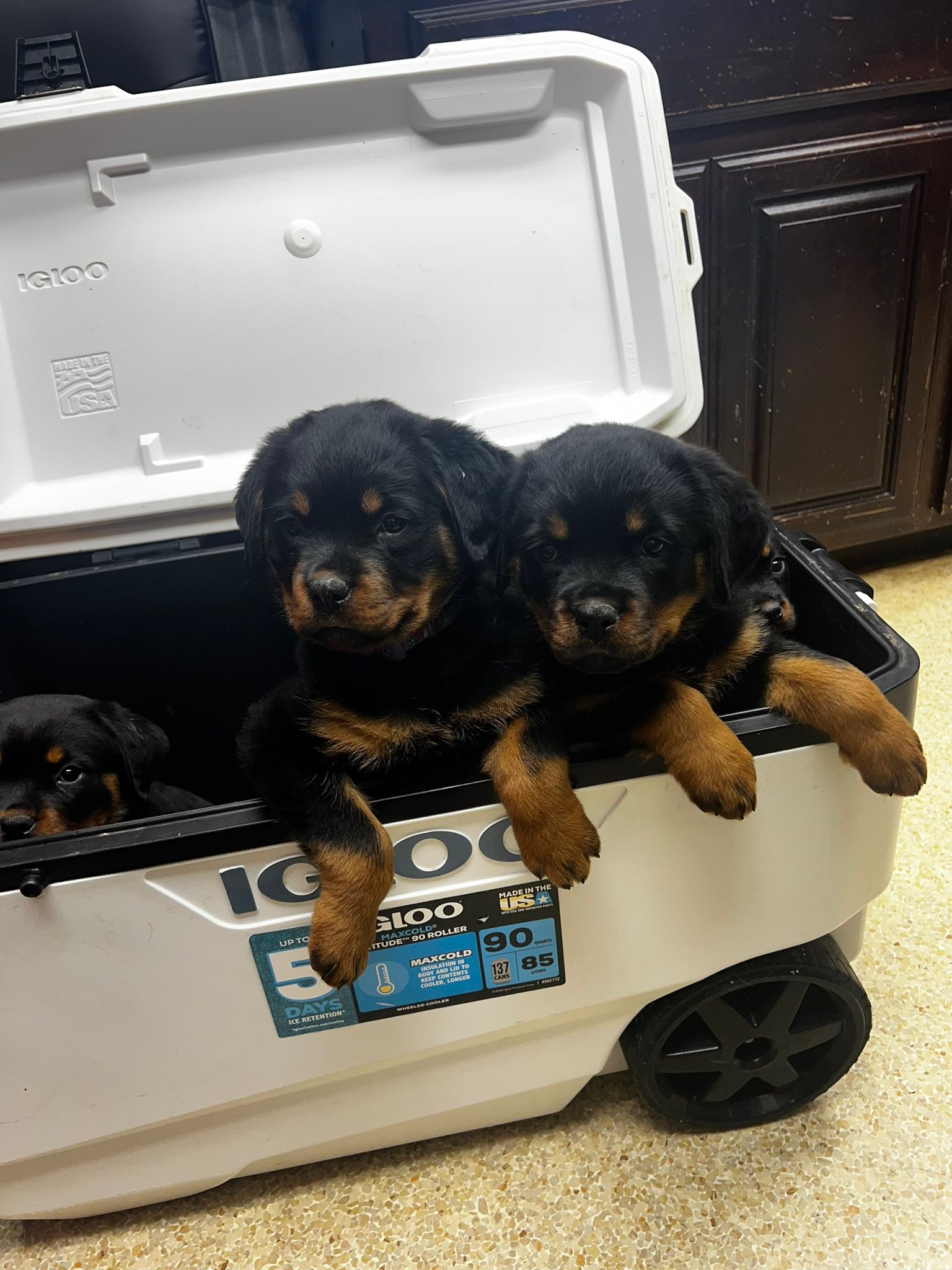 TNT Rottweilers | Harrah OK