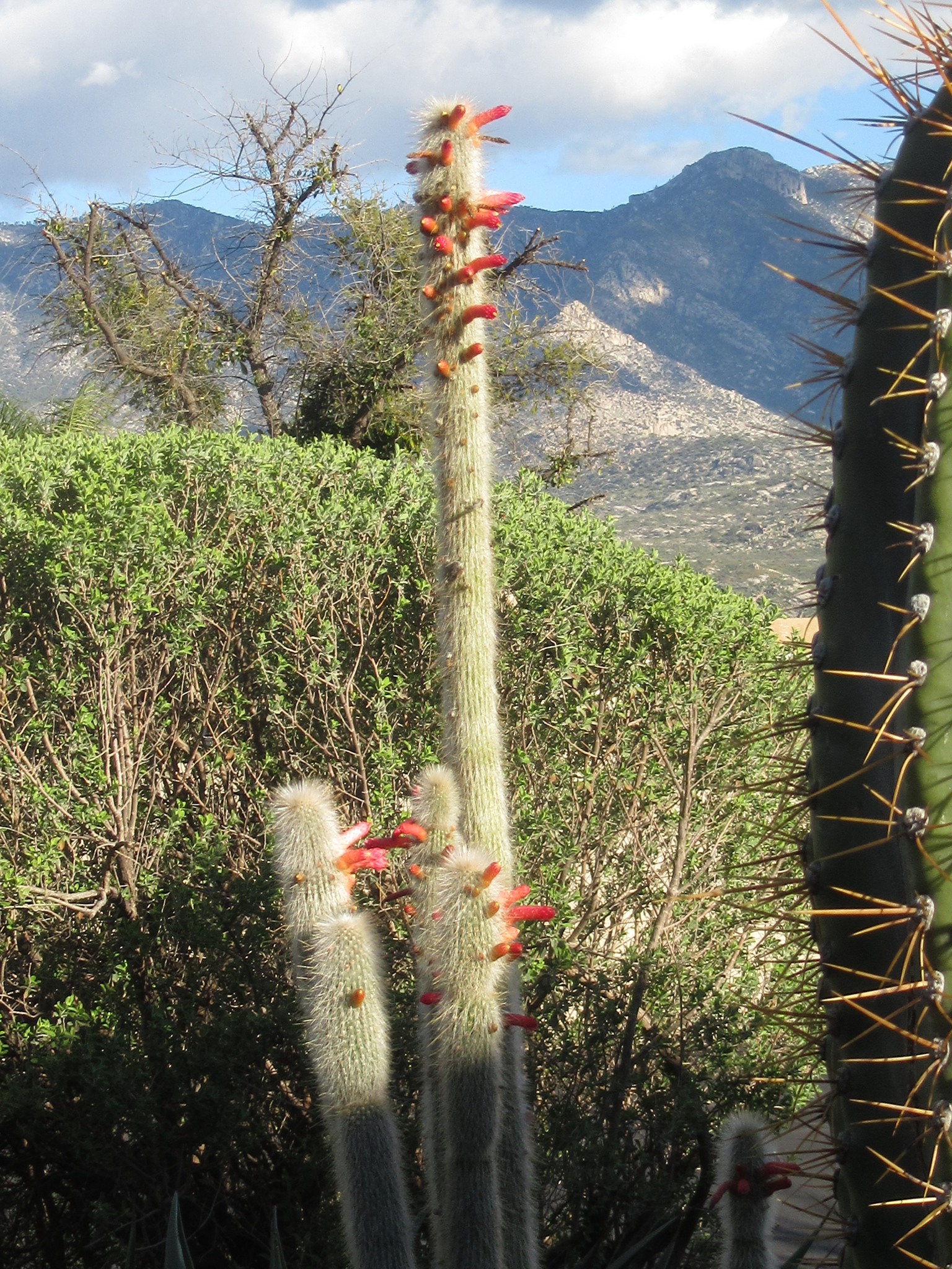 The tall hairy white flowering cactus are Cleistocactus  Silver Torch Cactus  main image 2