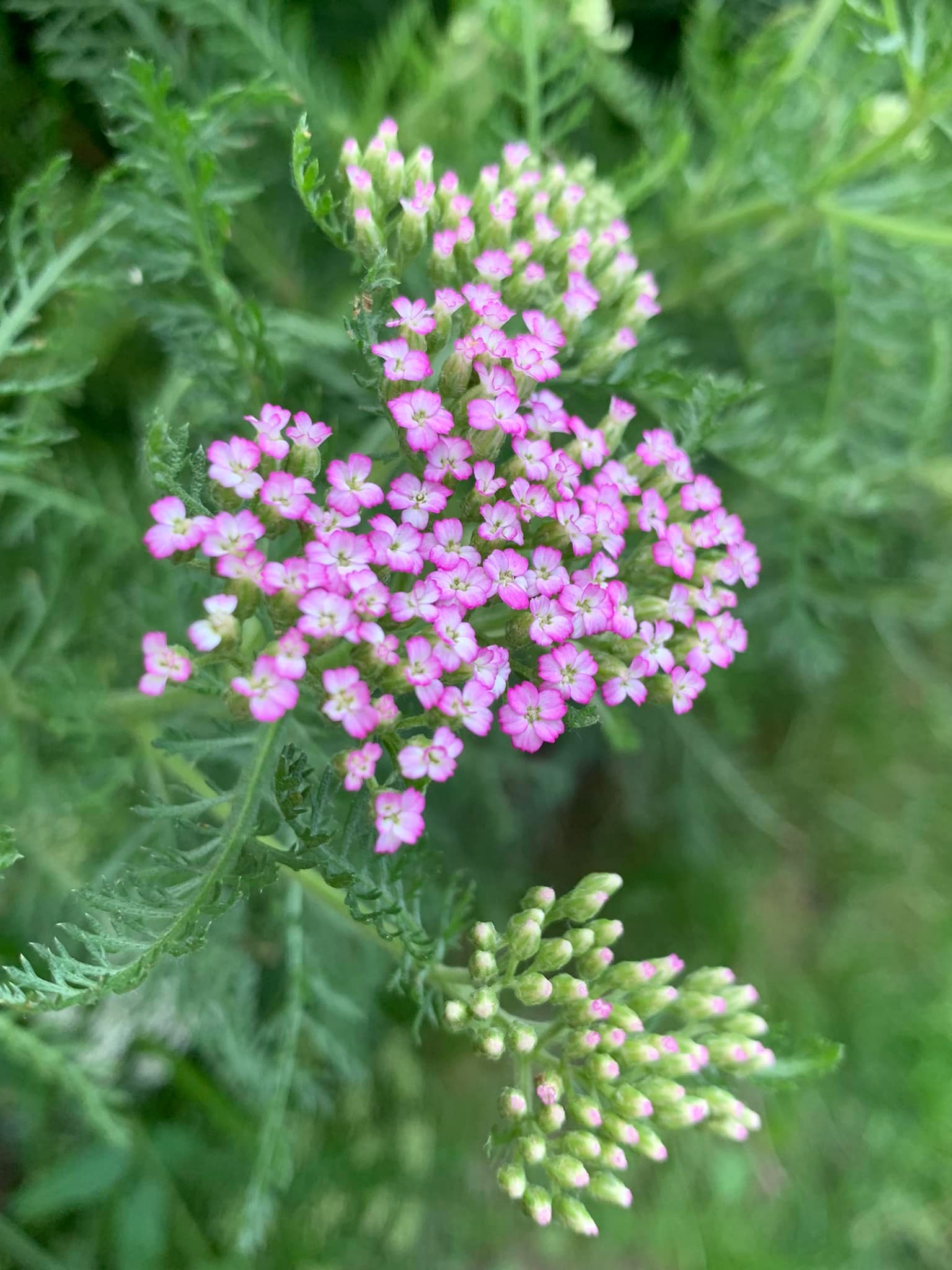 第一次看到高山藤繡球花