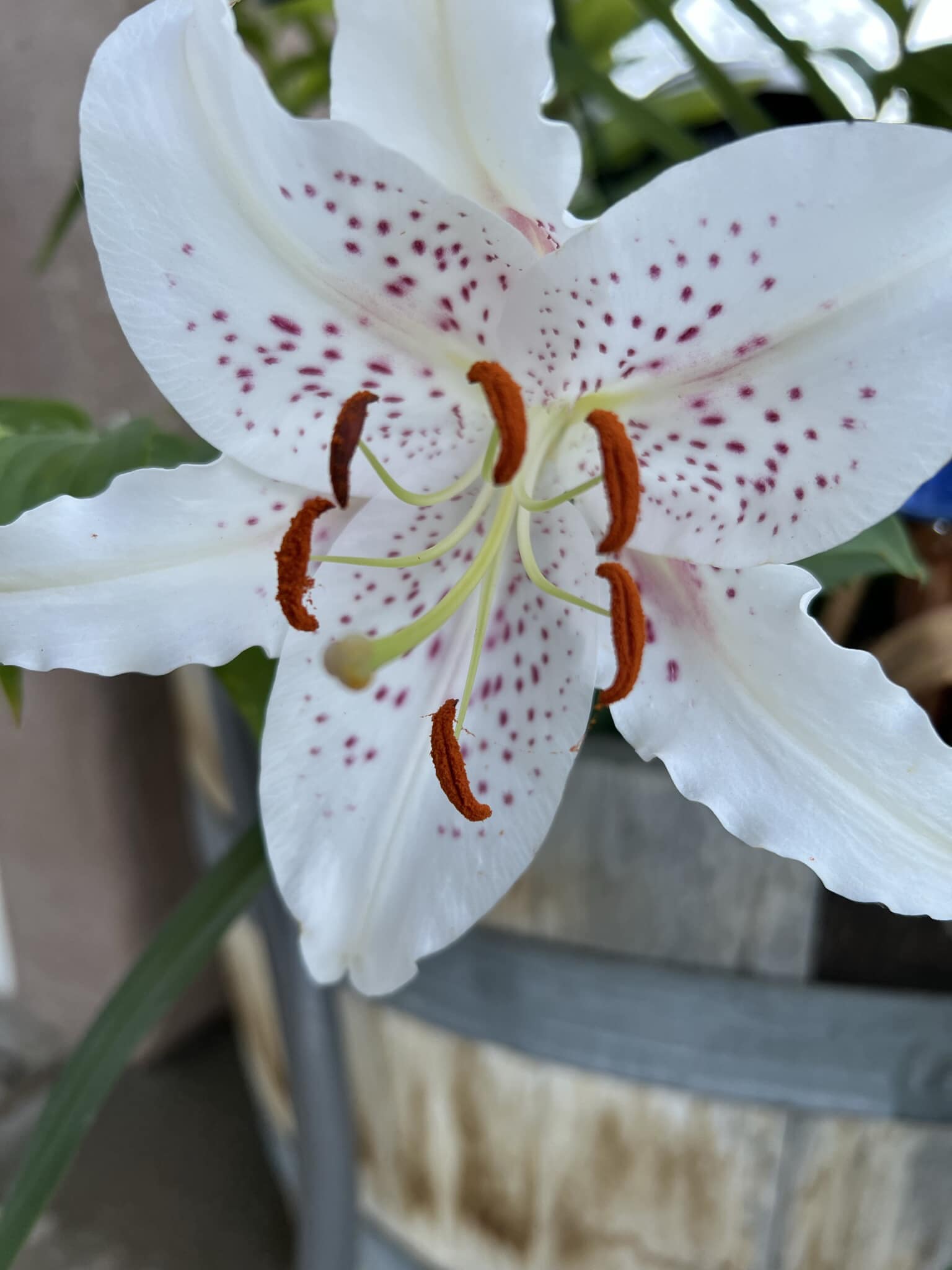 What is the name of this lily cross?