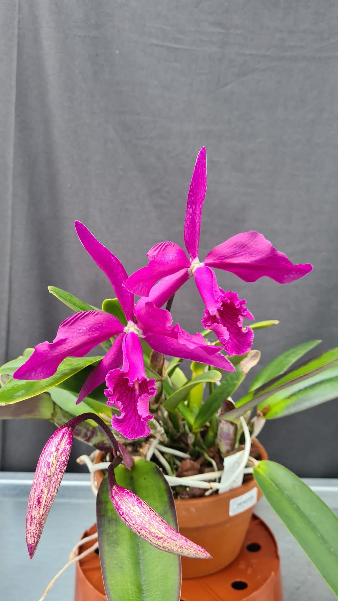 Cattleya maxima 'Darth Vader' orchid