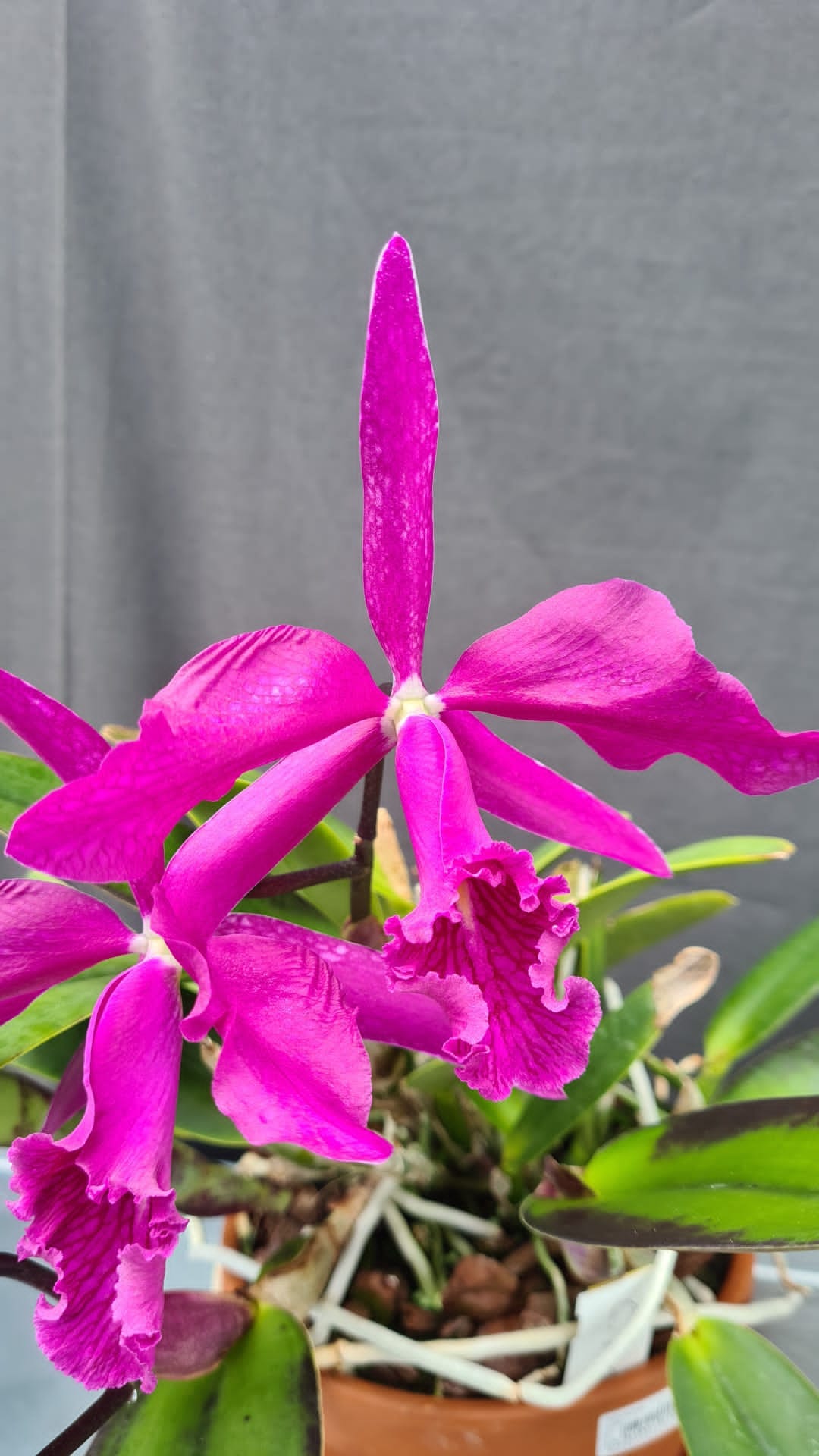 Cattleya maxima 'Darth Vader' orchid