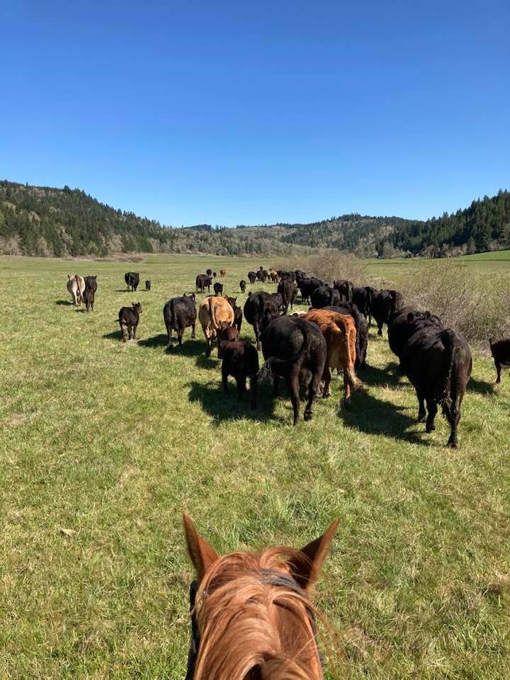 Knee Deep Cattle Company
