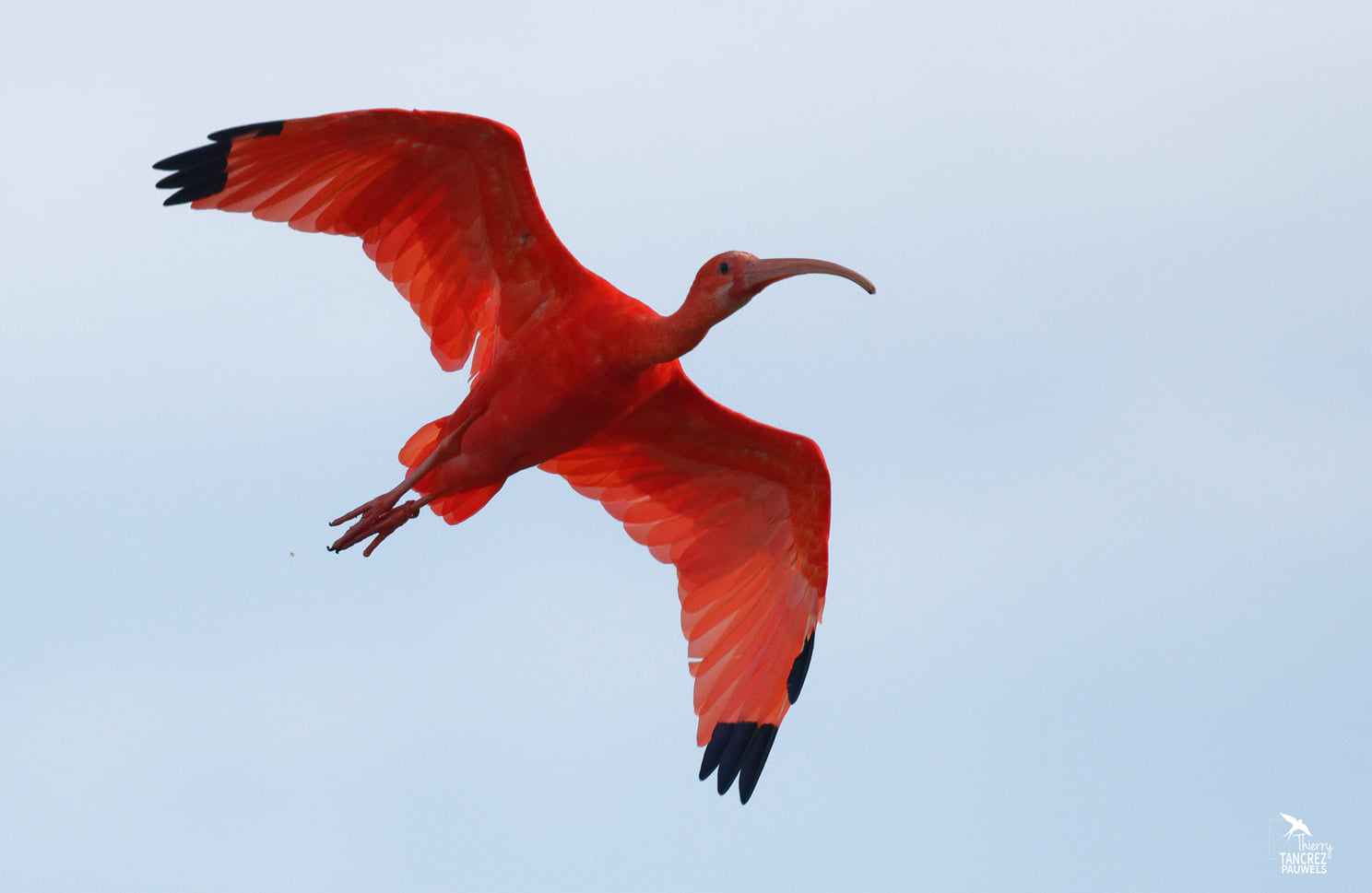 POURQUOI NOS IBIS ROUGES NE SONT PAS ROUGES ? 🤔] Dans la nouvelle