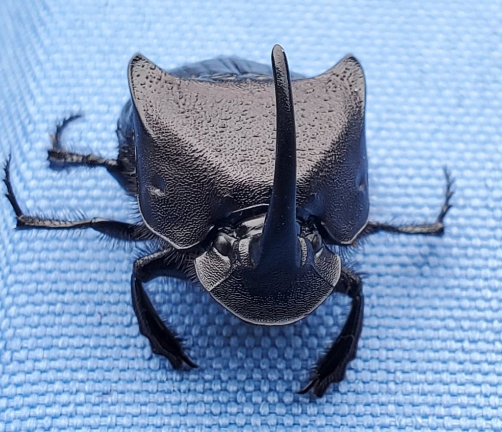 Variations in color of Phanaeus difformis beetles from Texas