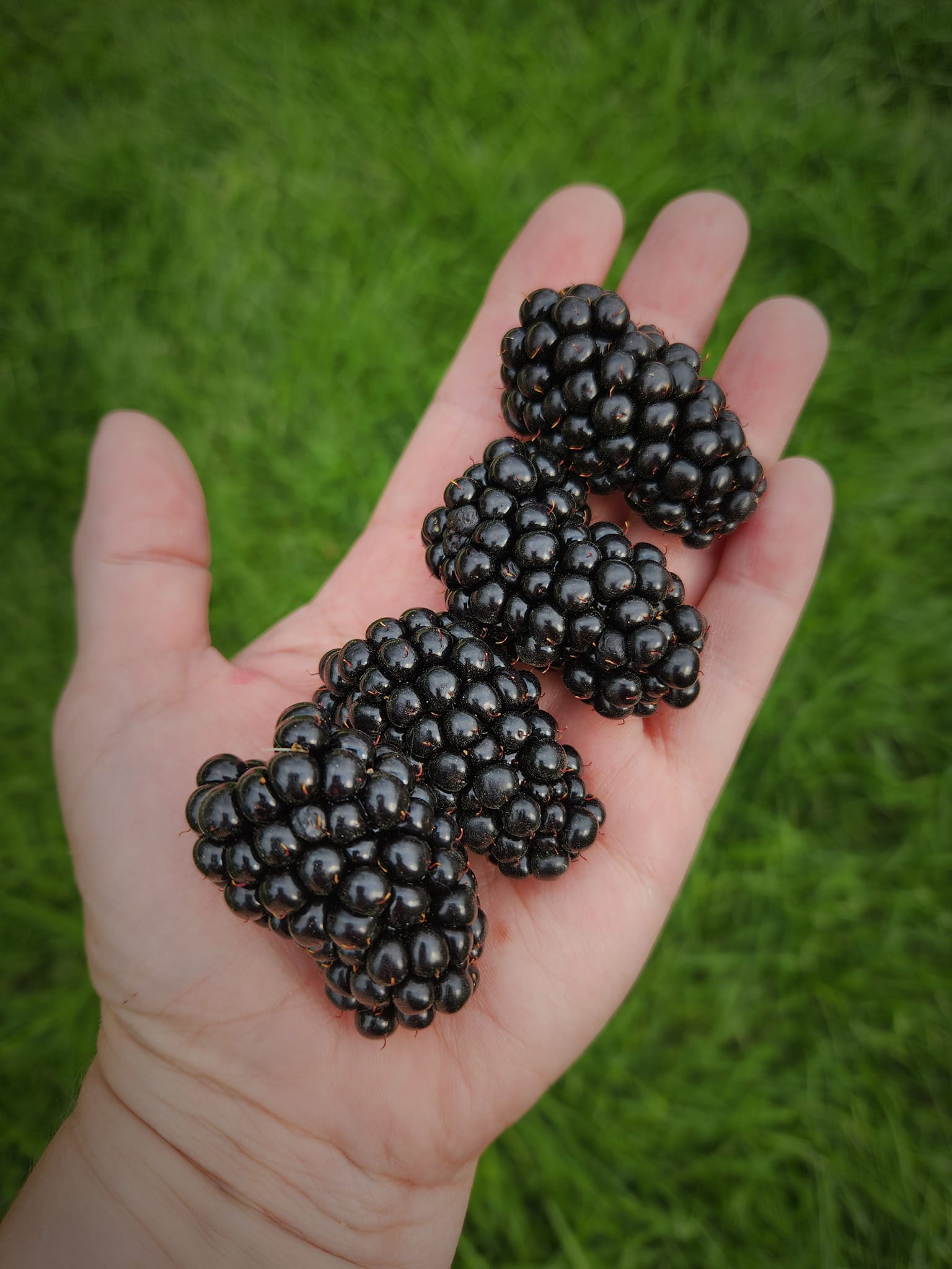 When to plant bare root blackberry and raspberry plants in zone 6b