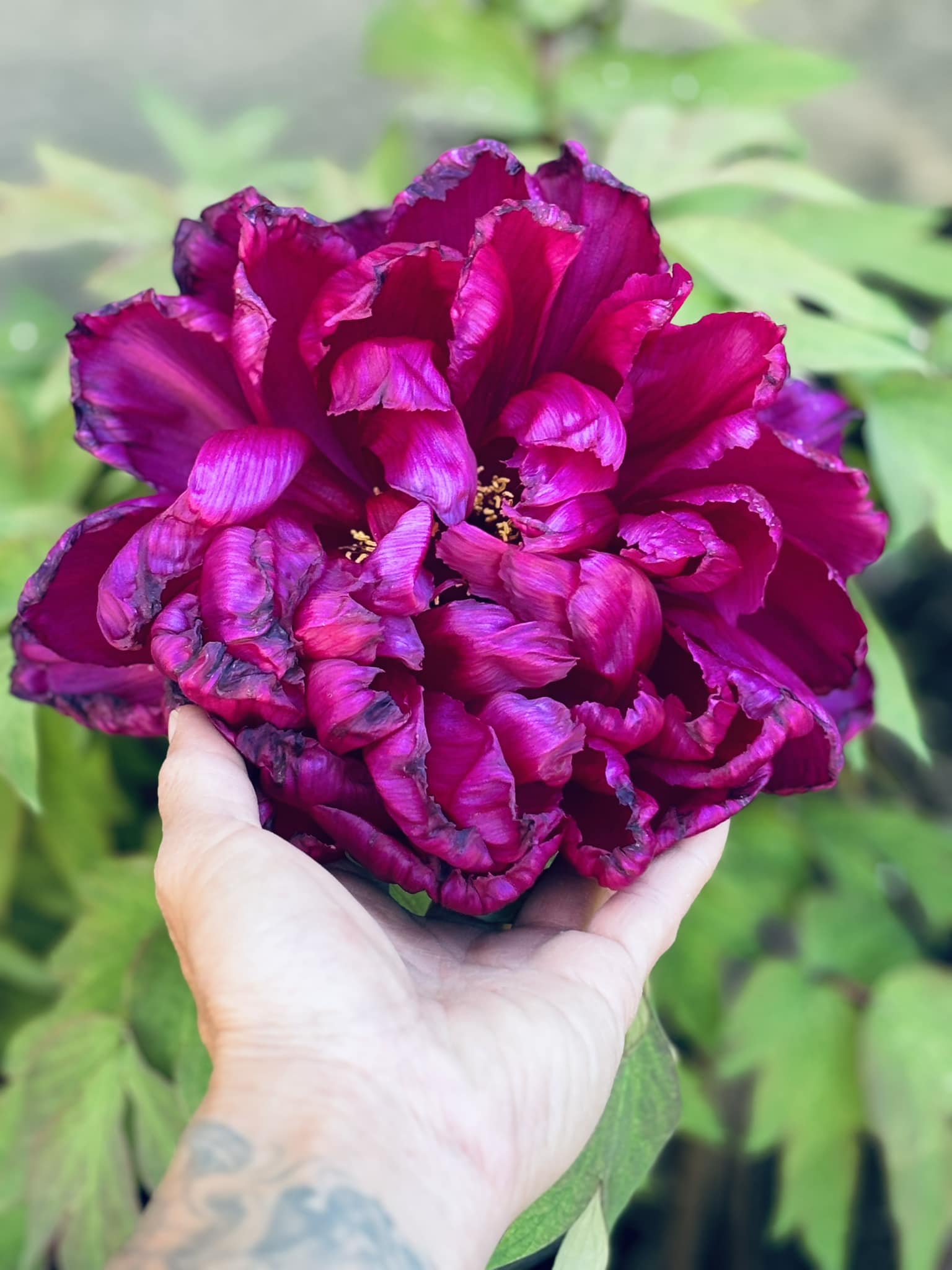 Tree peony 'Fuji Nishiki' in zone 9b