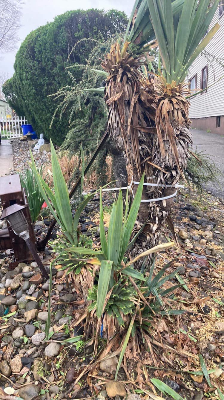 Anyone know name of this yucca thx