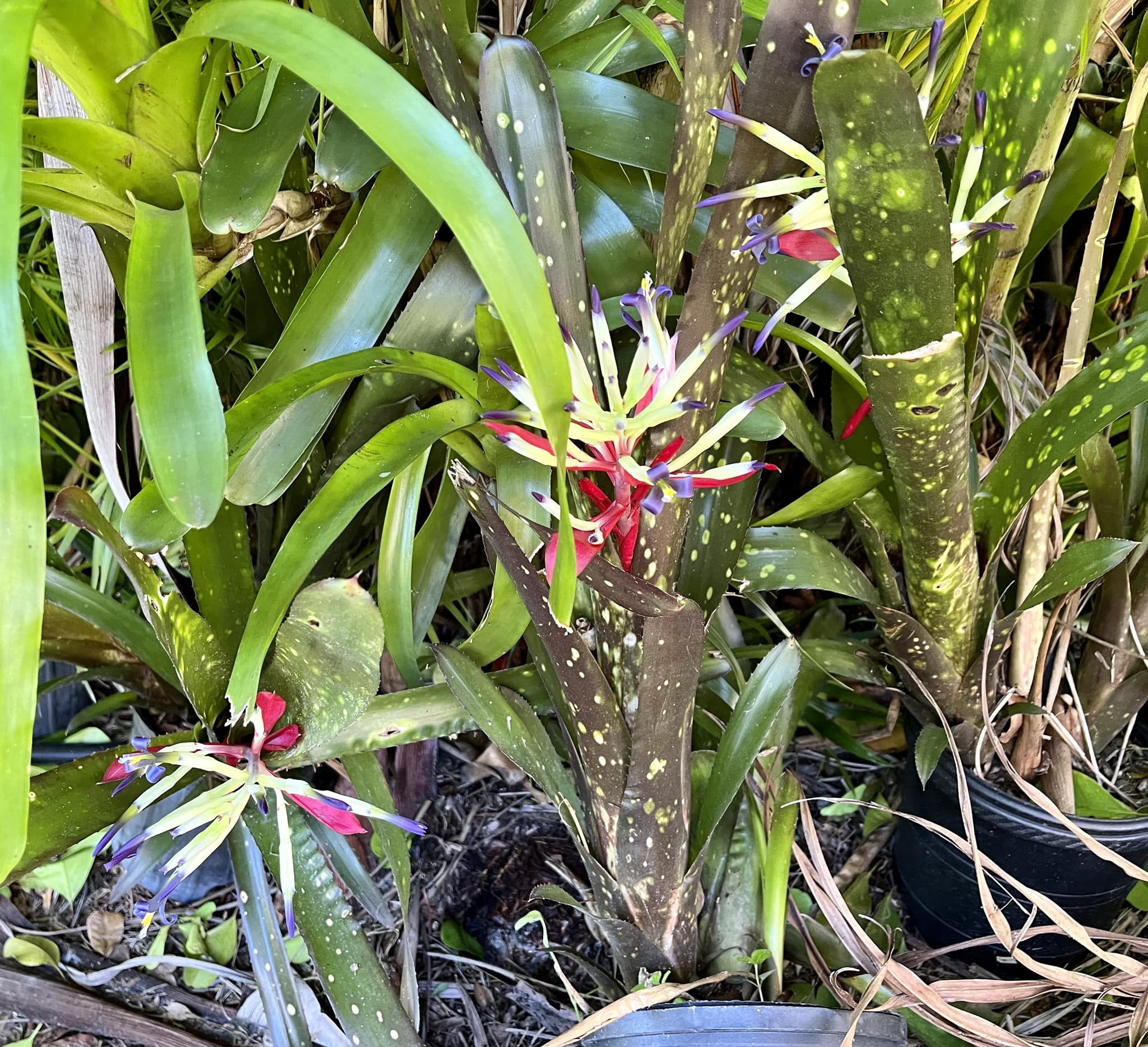 Billbergia 'Midnight Sun' bromeliad