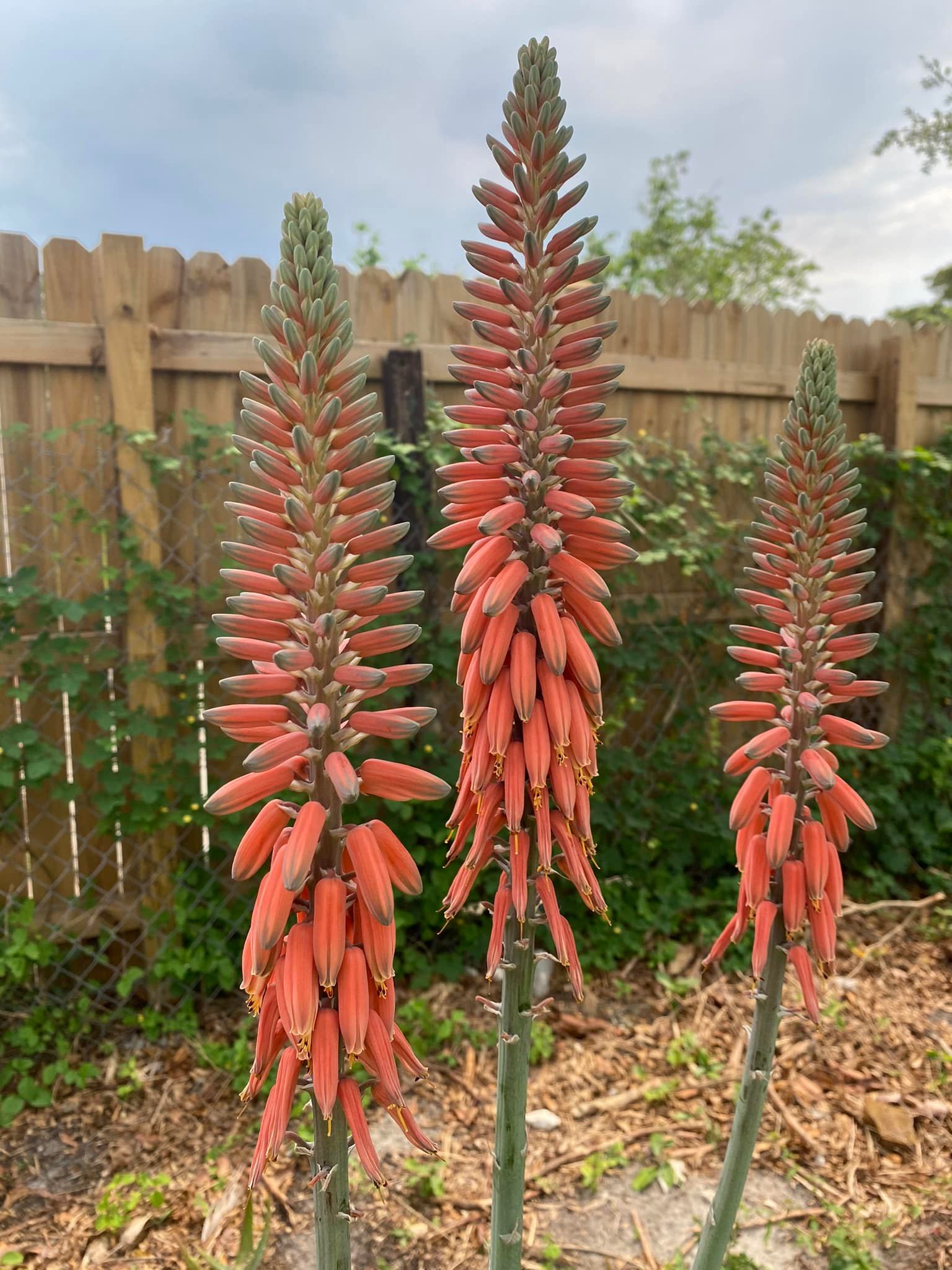 Billbergia Talbot Eve 🤲🤲♥️♥️