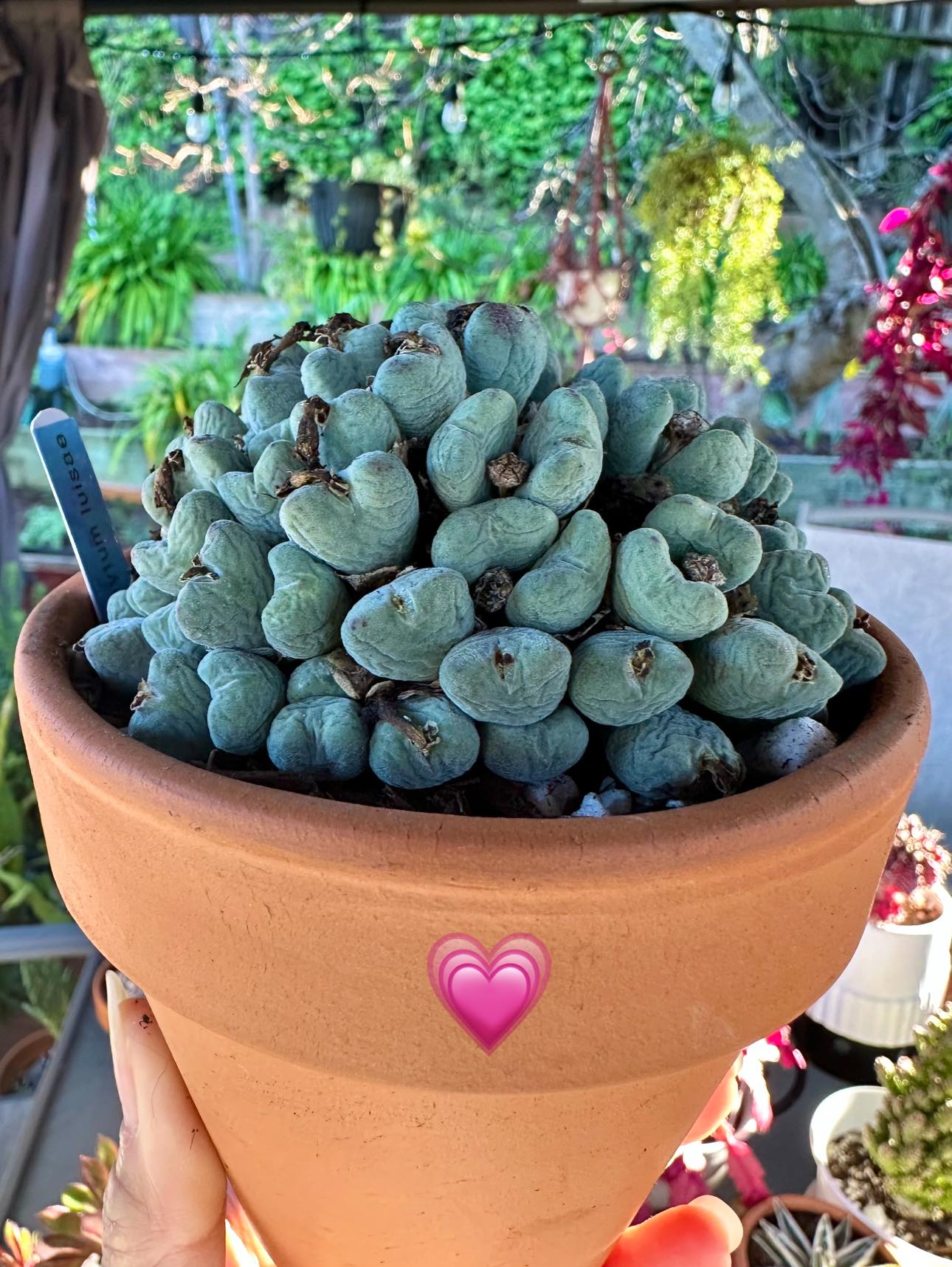 Rare heart-shaped Conophytum luisae succulent