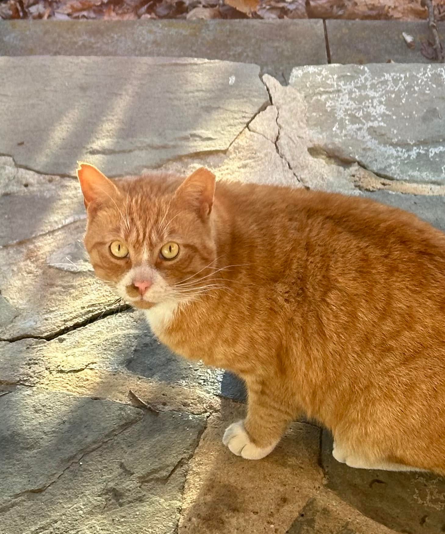 Found orange tabby cat in Ardmore/Haverford area