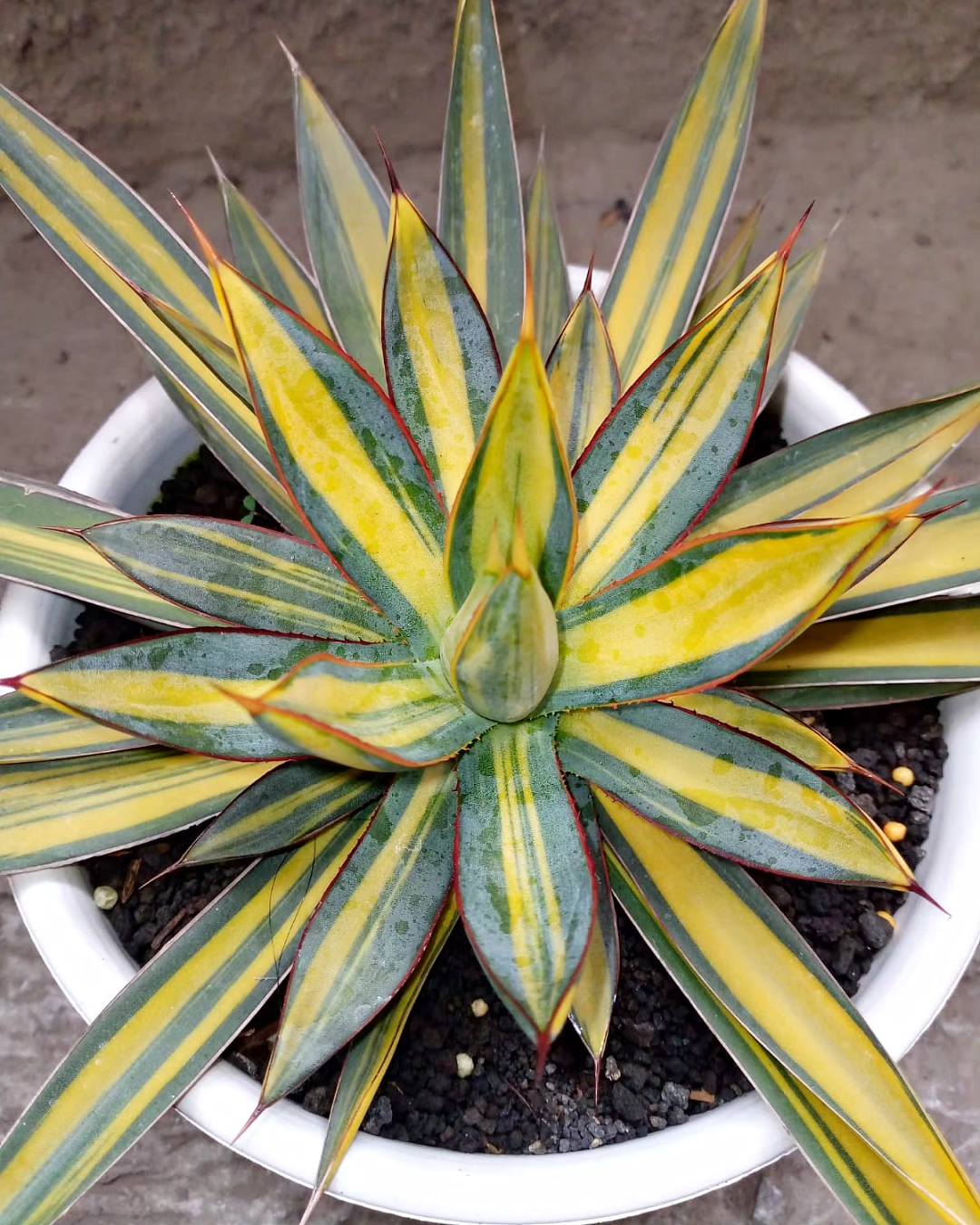 アガベ Agave 'Burnt Burgundy' f.variegata 299 アガベ Agave 'Burnt Burgundy' f.variegata 299 Agave burgundy