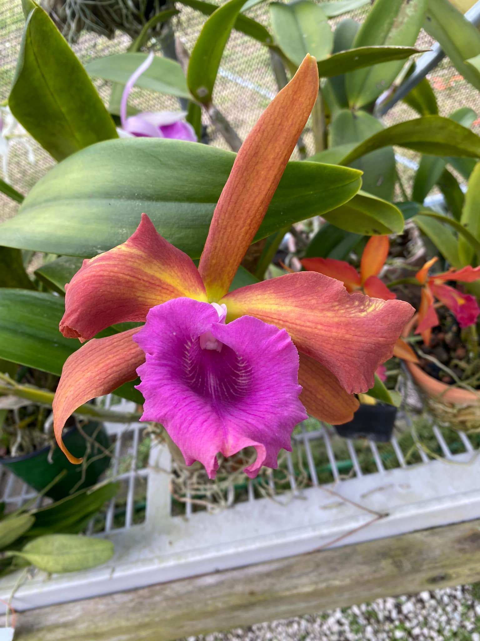 It's time for you to show off.. Cattleya. Rlc. Ports Of Paradise