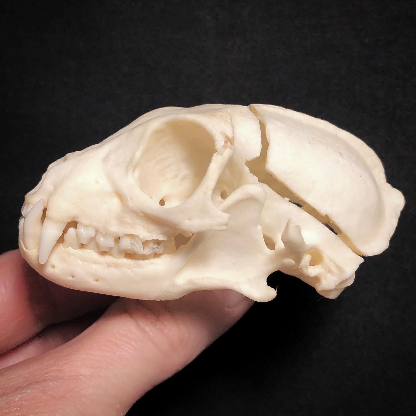 Asian palm civet skull articulation process