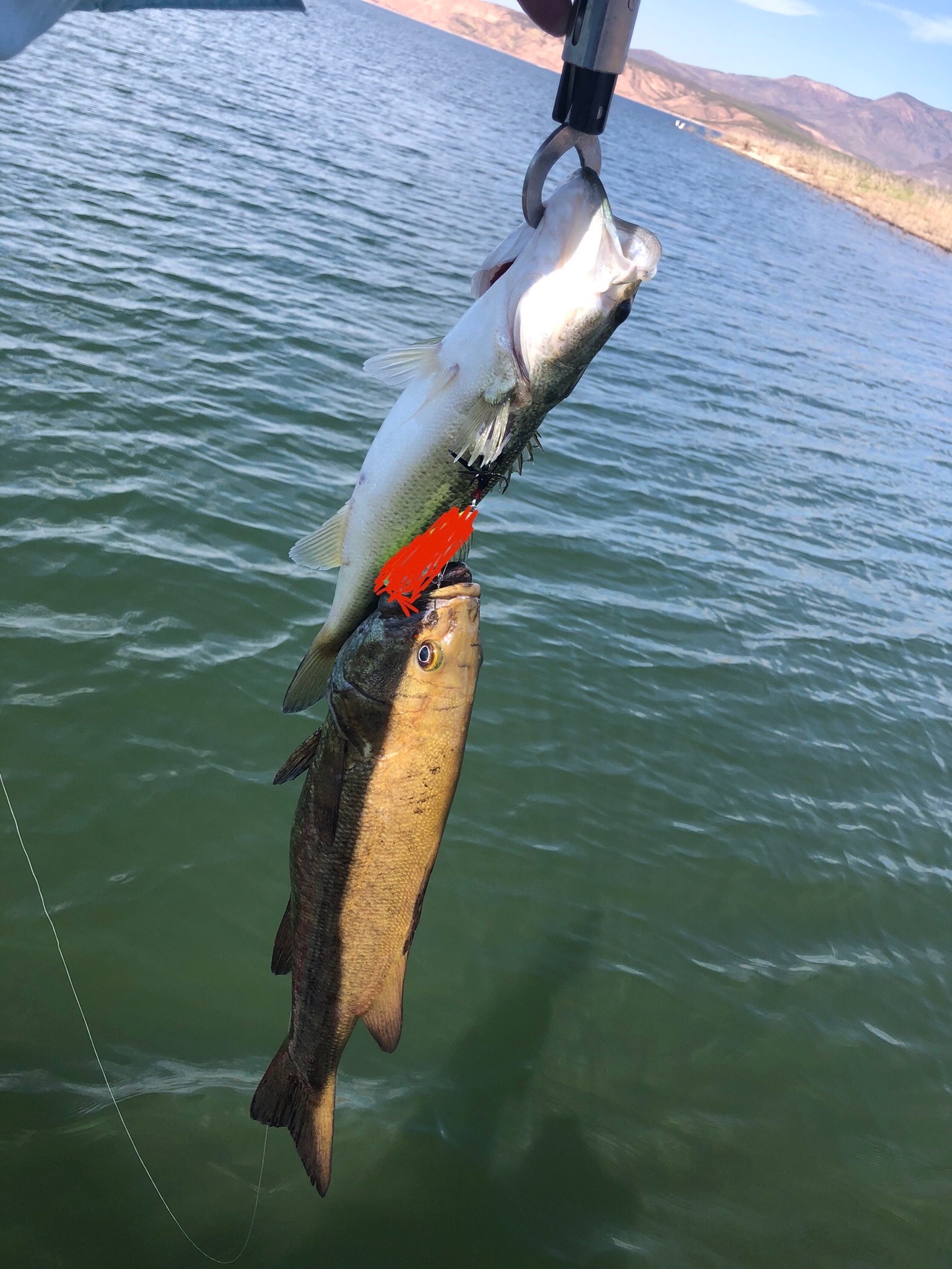 coated braided fishing line Beyond Braid - Bahama Blue 8X - No Fade/300Yards/8LB Daiwa Steez A 100 Break Strength:100 lb | 45.3 kg twitch bait EndurX 4 stands alone
