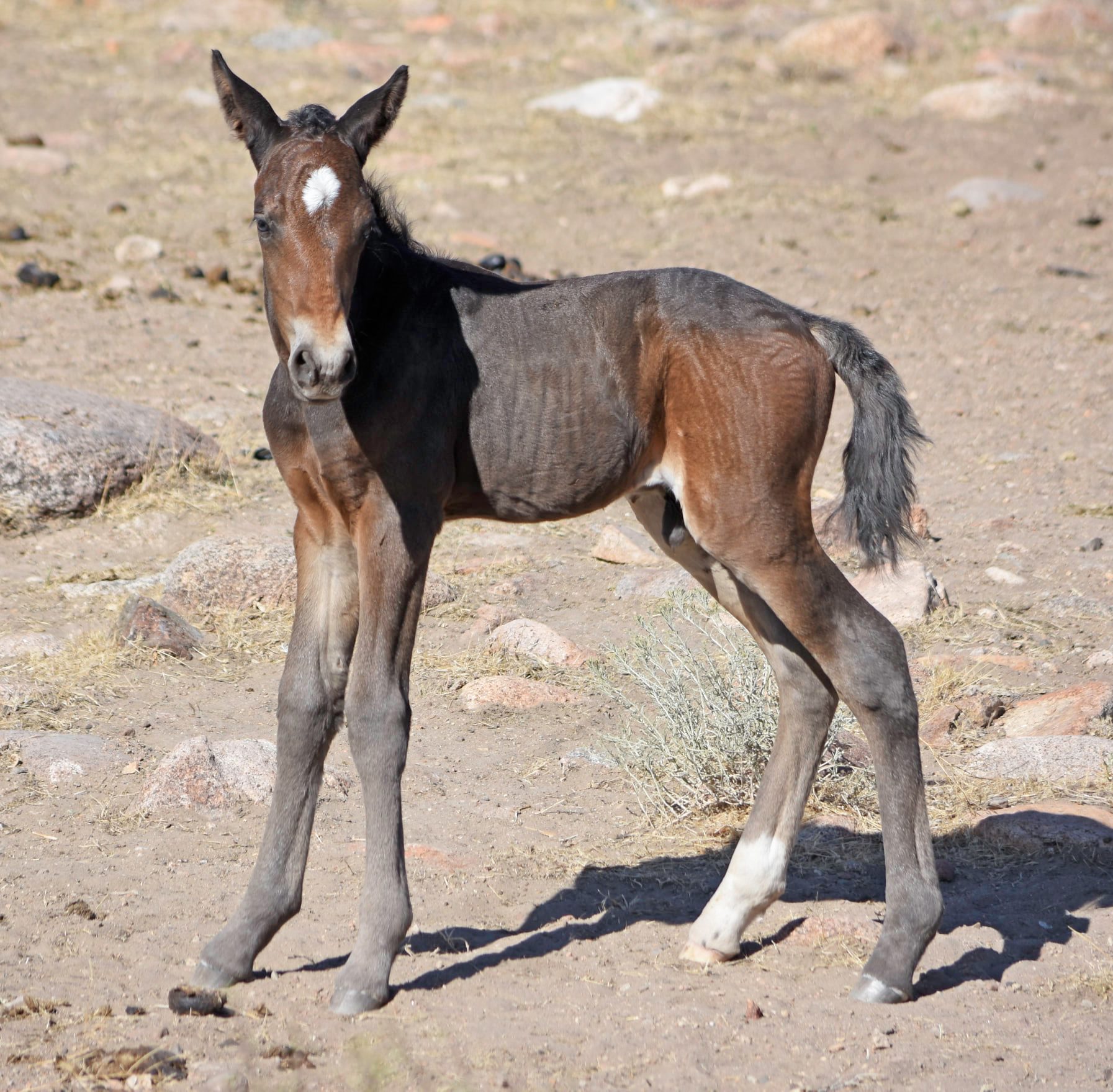 No, you're not seeing double and no, we do not have twin foals