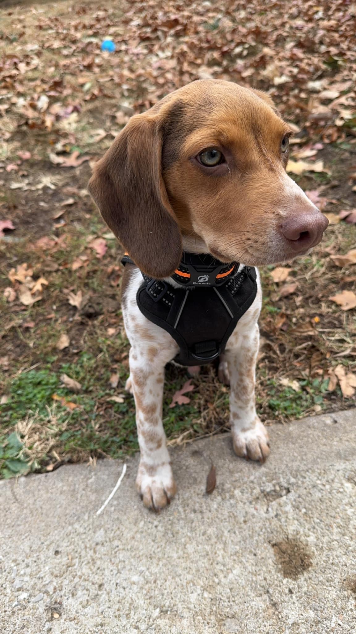 Do beagles need coats for winter?
