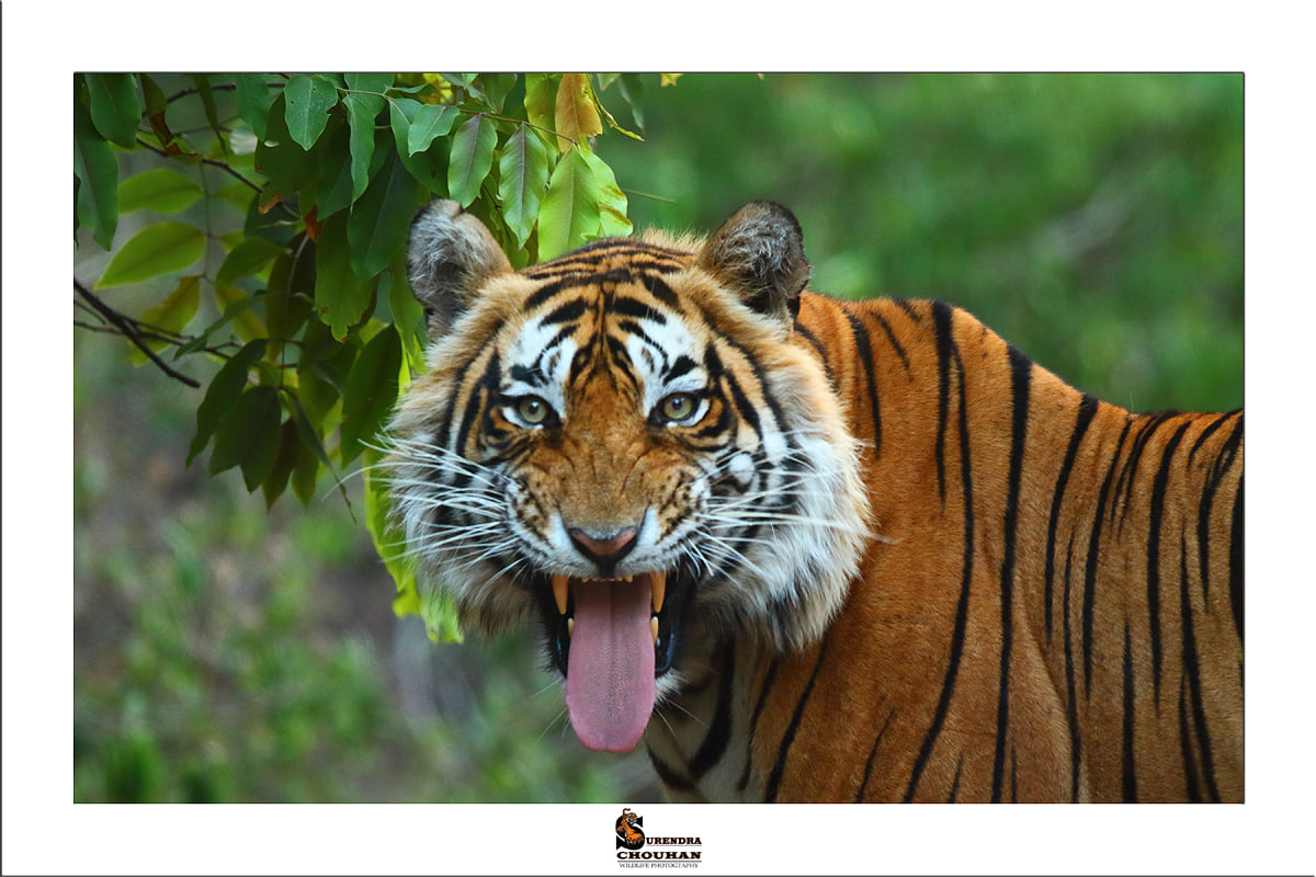 Tiger exhibits flehmen response in wildlife