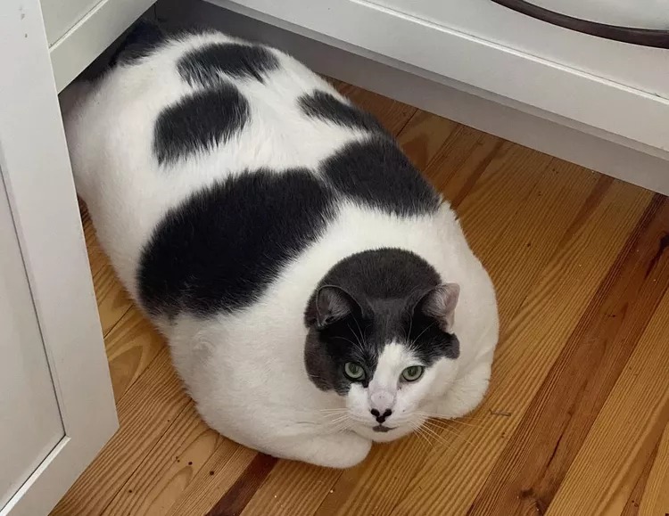 Somewhere in Cincinnati, one very large orange cat has made the