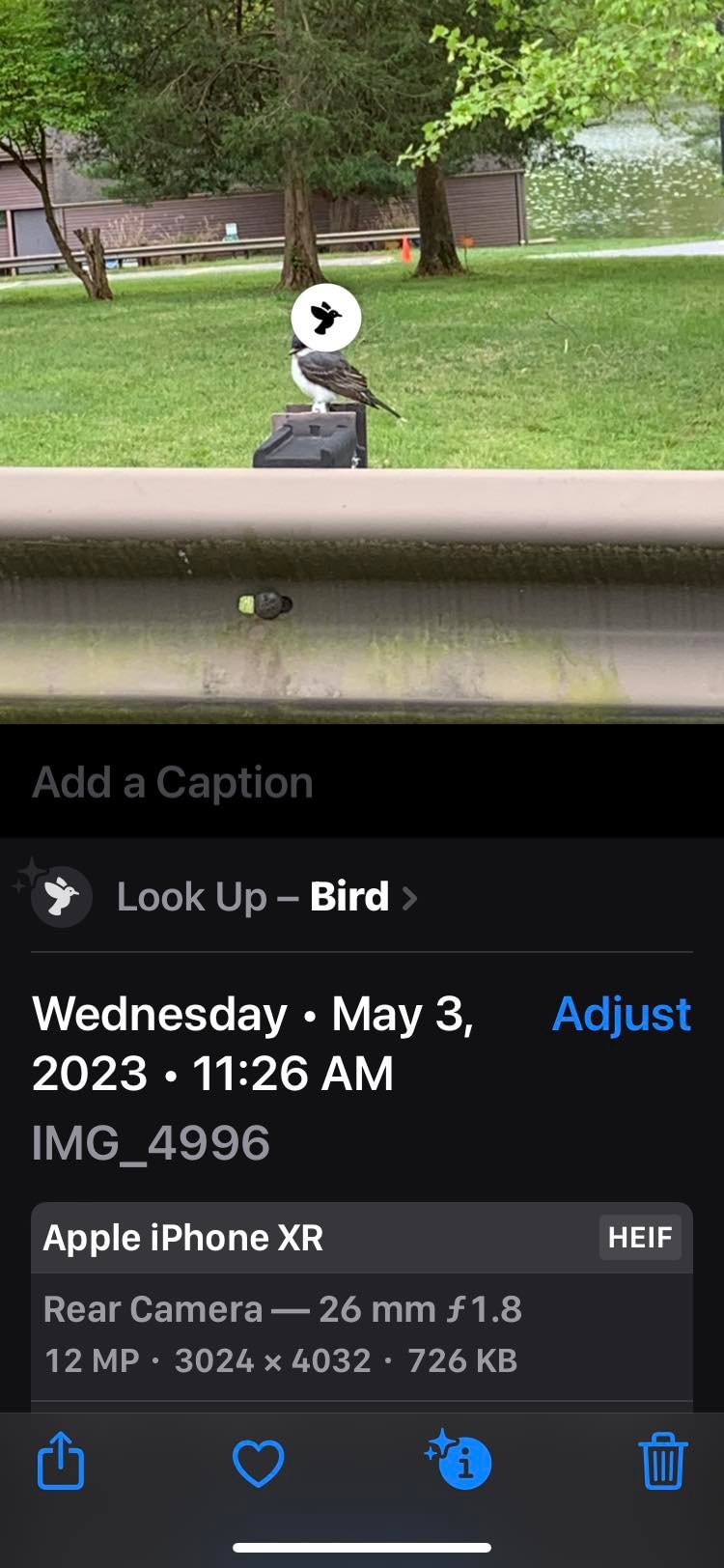 Apple iPhone identifies birds from pictures