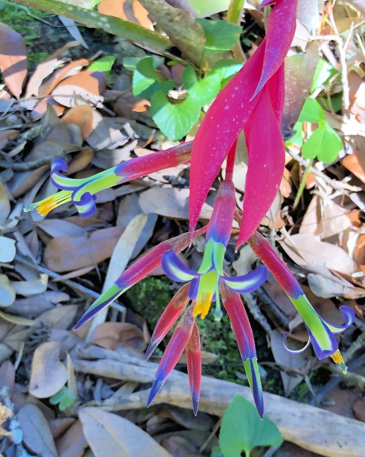 Billbergia >> Kolan Pink Queen #SongkhlaBromeliadFarm