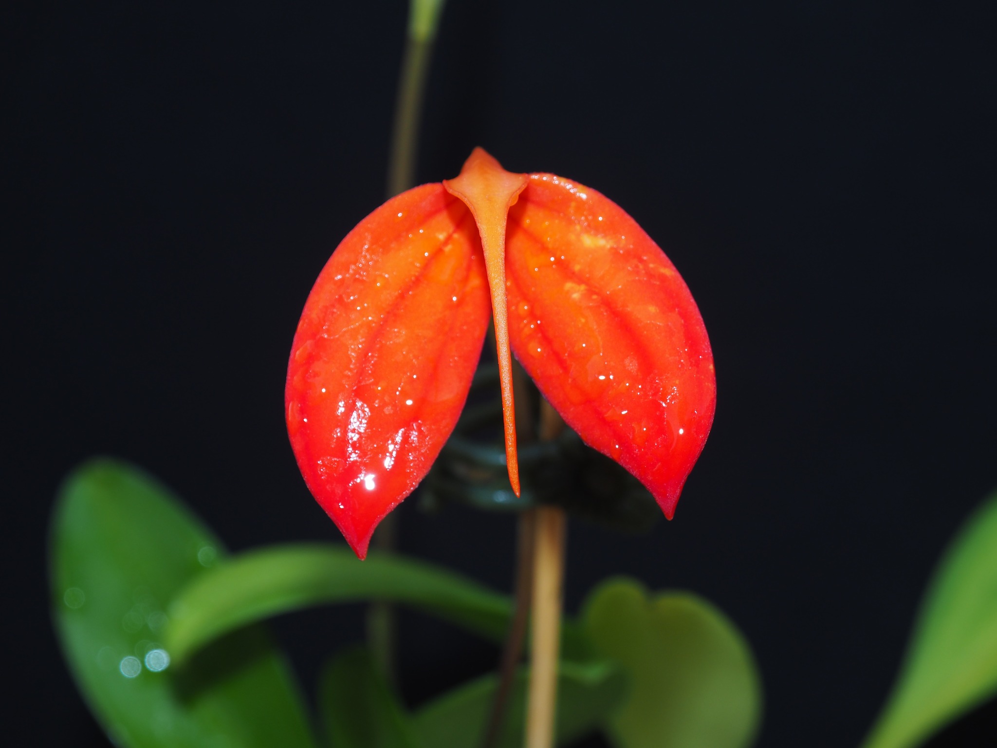Masdevallia Crystal Follansbee