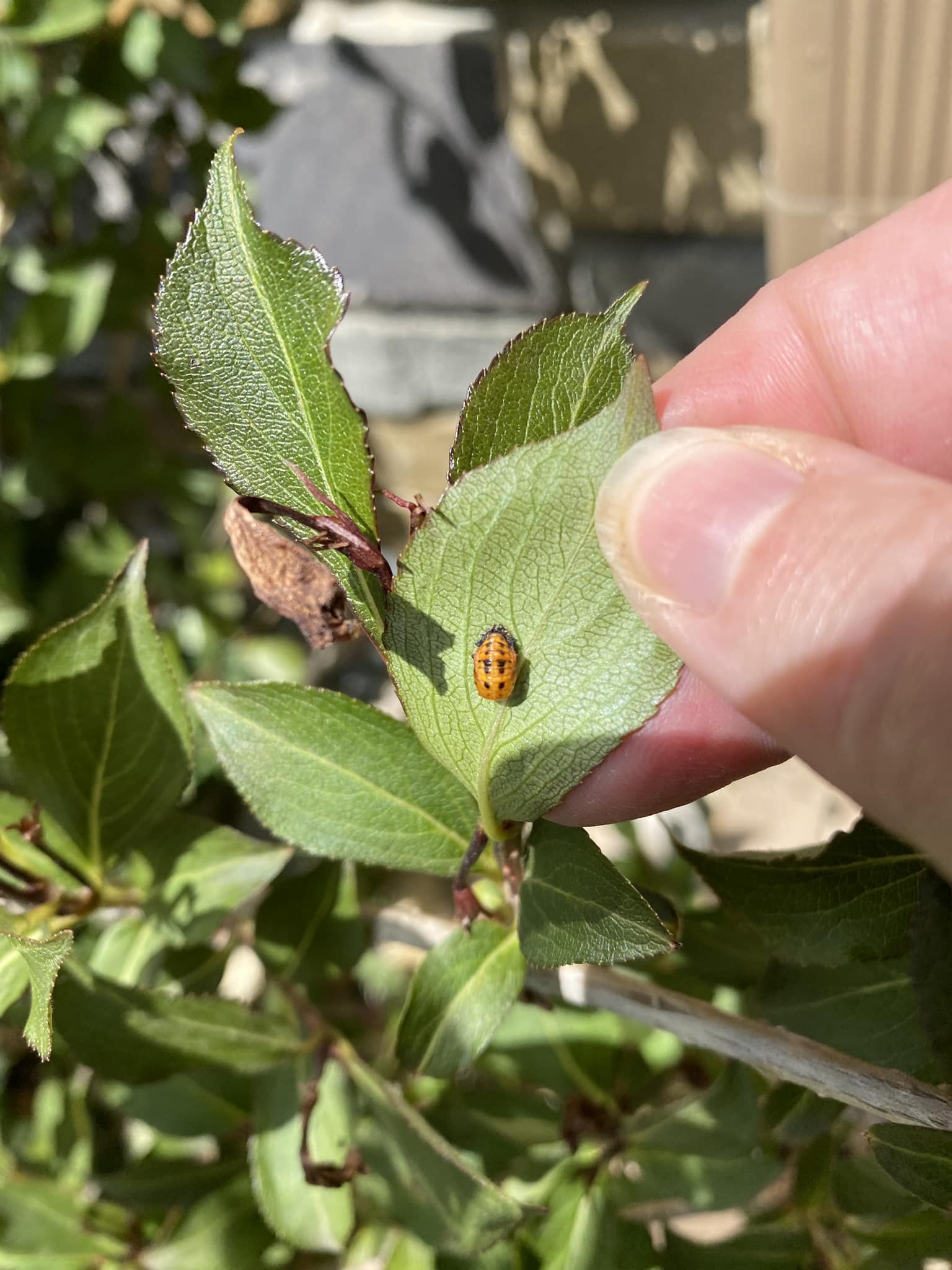 Doesn't quite look like a “ladybug” to me. Is it? Eastern Nebraska