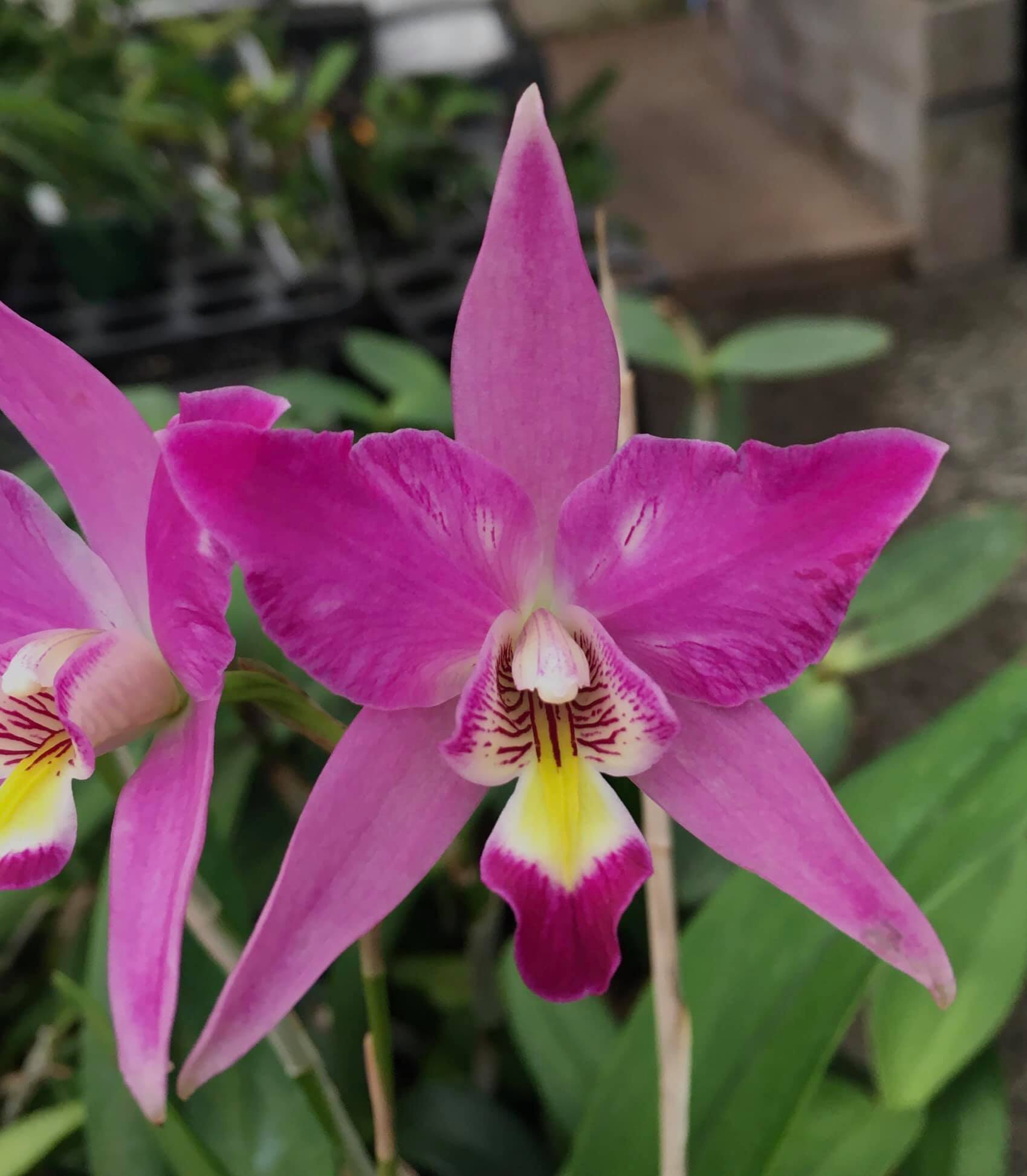 Laelia purpurata 'Nancy' FCC/AOS orchid display