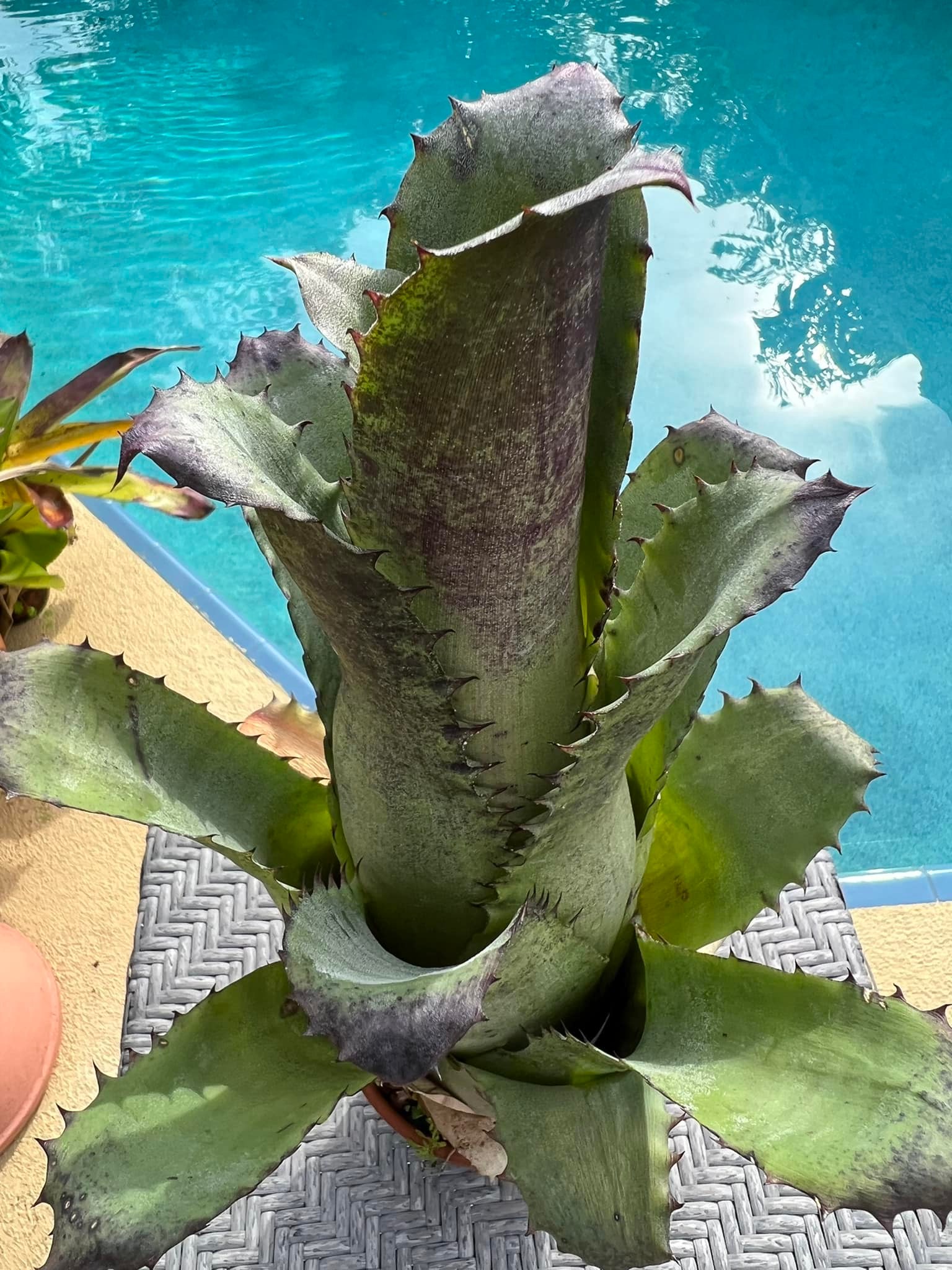 Hohenbergia “Sandra's Mountain “