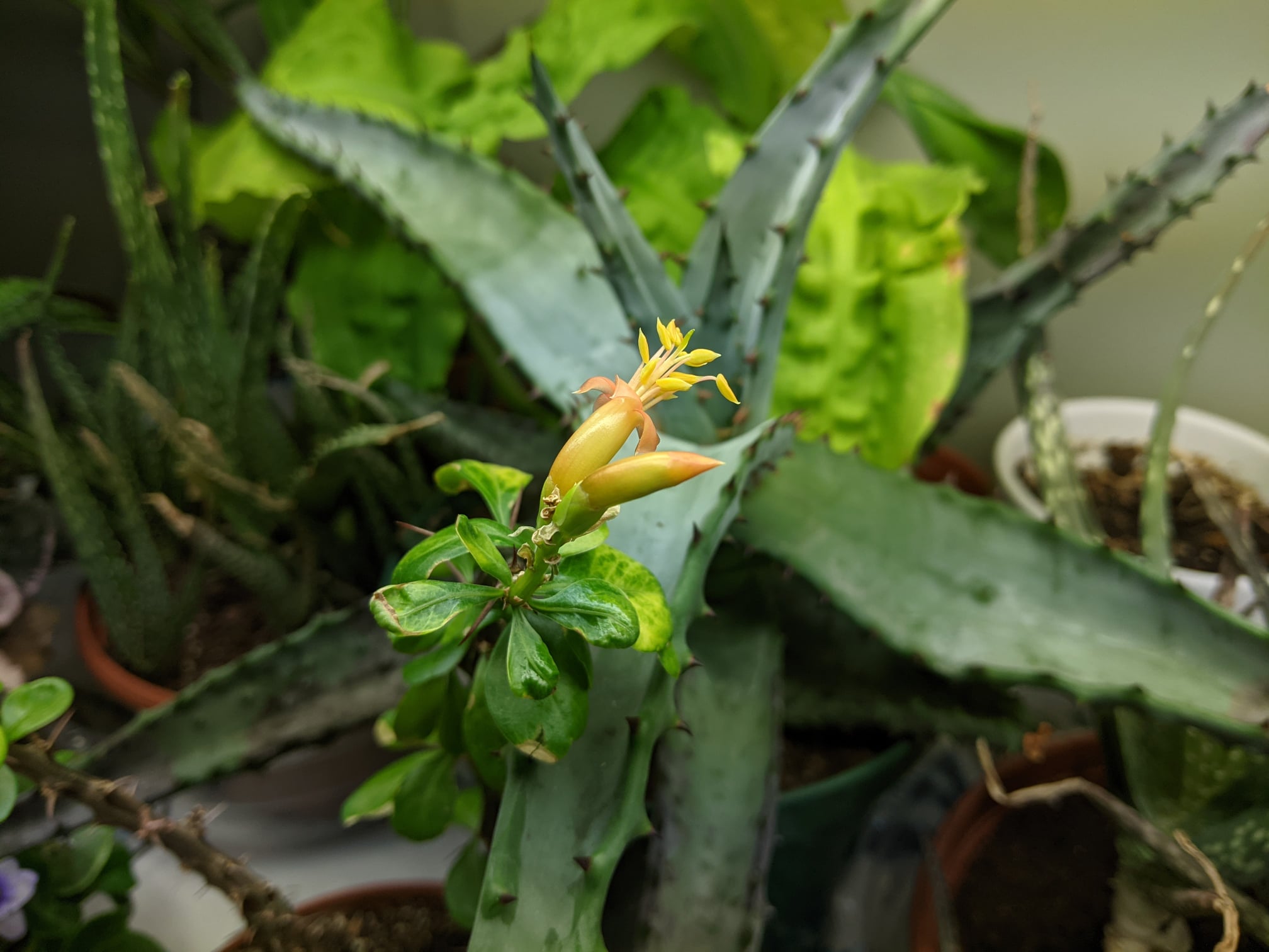 Fouquieria columnaris Age : two years from seed