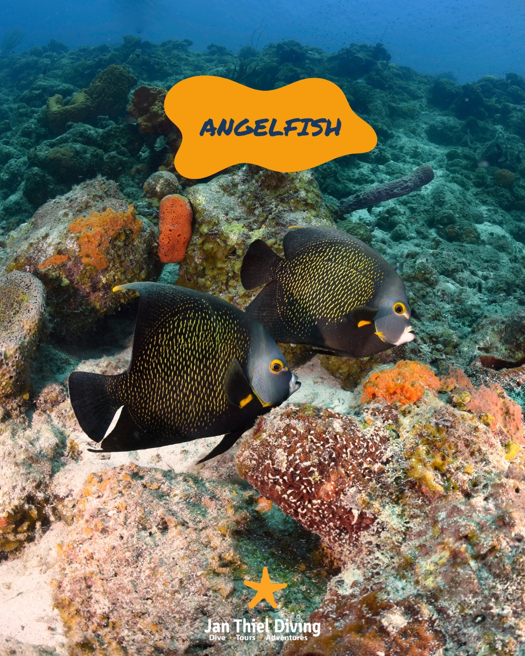 Jan Thiel Diving added a new photo — at... - Jan Thiel Diving