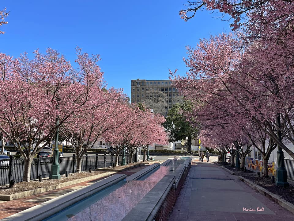 Hot Springs celebrates spring with Okame cherry blossoms