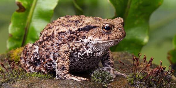 Found this little juvenile toad. Can anyone identify the type? (Found ...