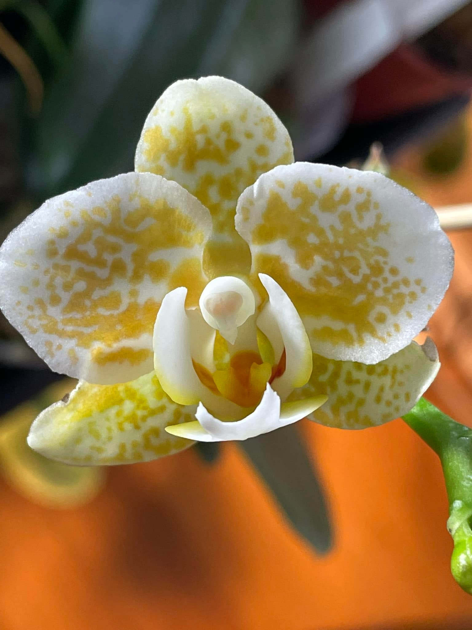 Phal Yaphon Golden Leopard orchid