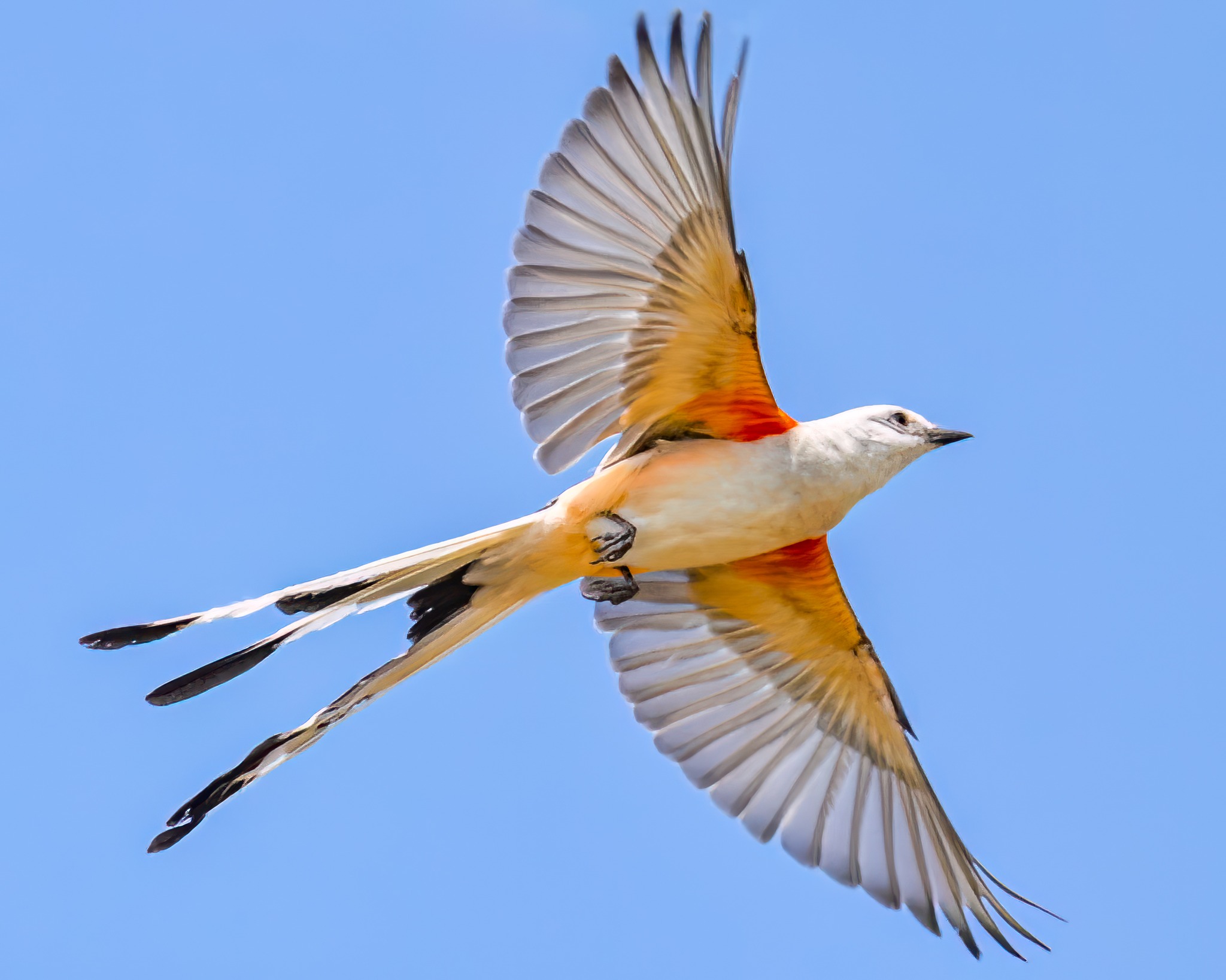 Scissor-tailed Flycatcher Near Jet, OK June 5