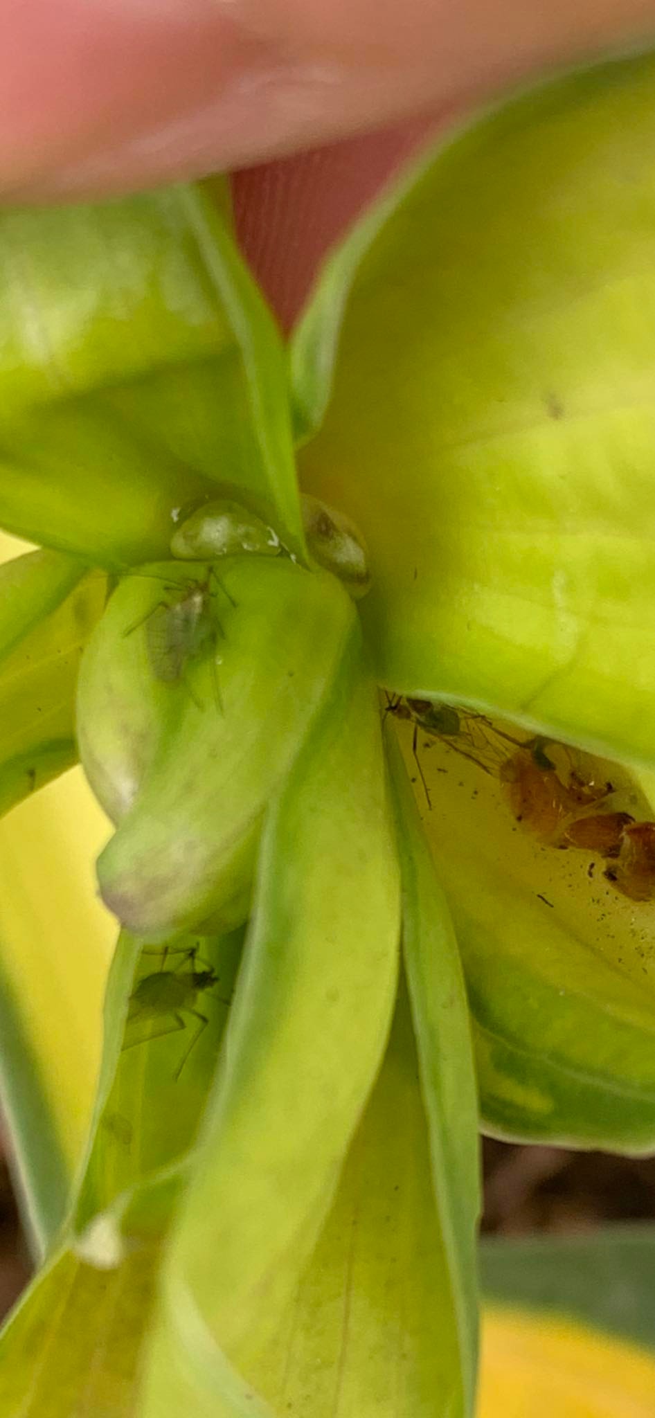 Porn Picture