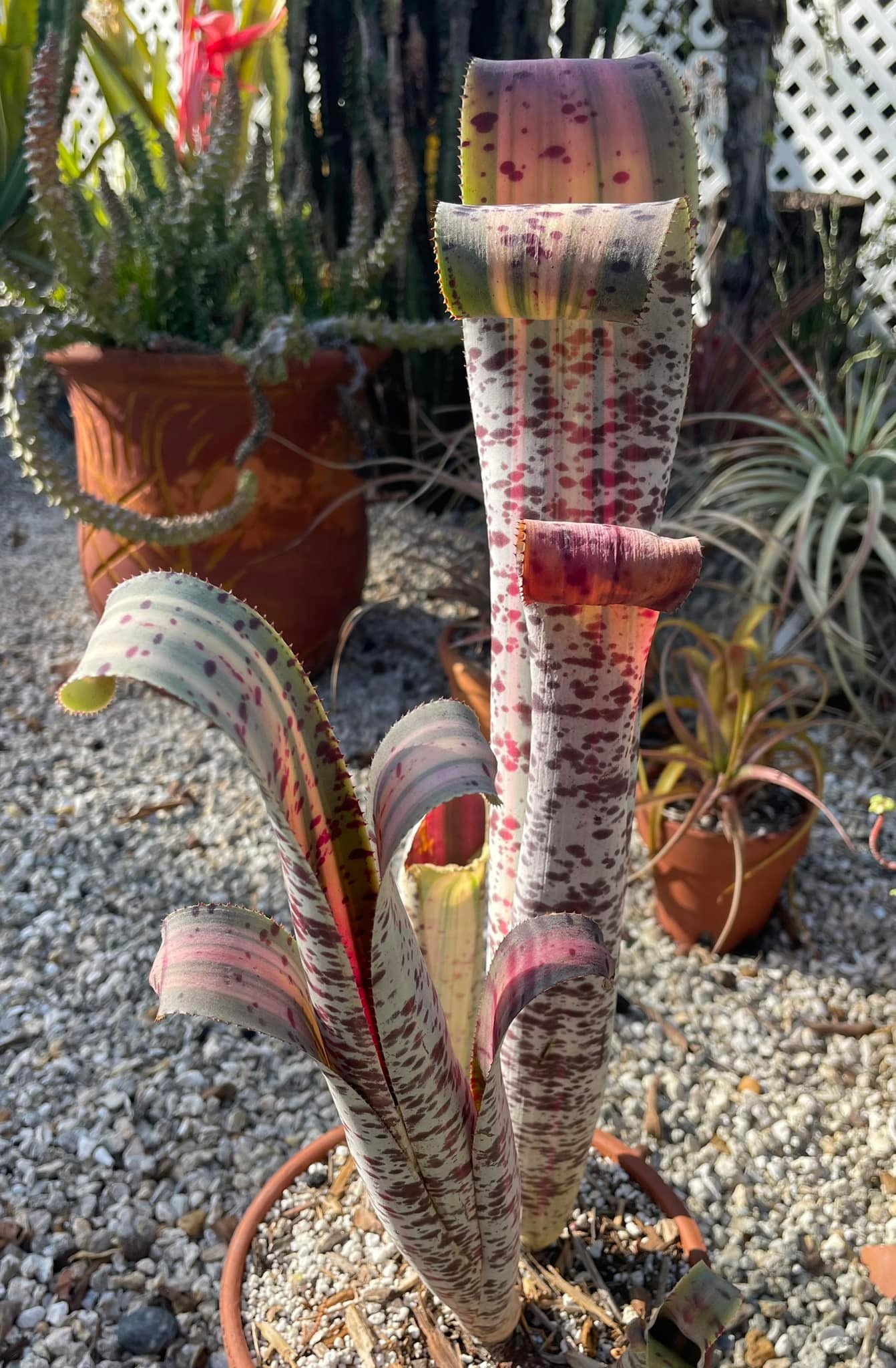 Quesnelia marmorata cv “Rafael Oliveira”