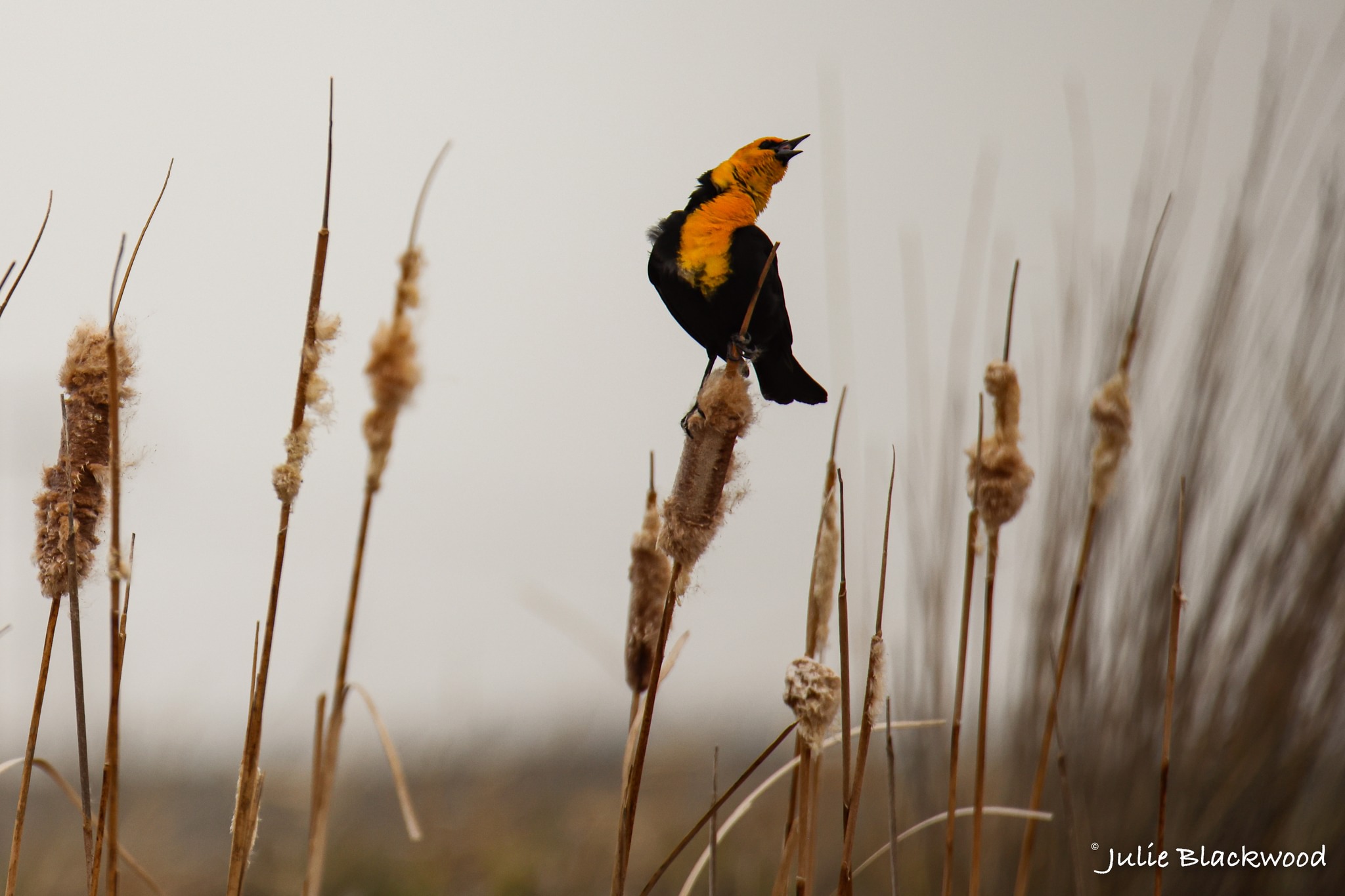 Bird species spotted at Market Lake WMA on 5-11-2023
