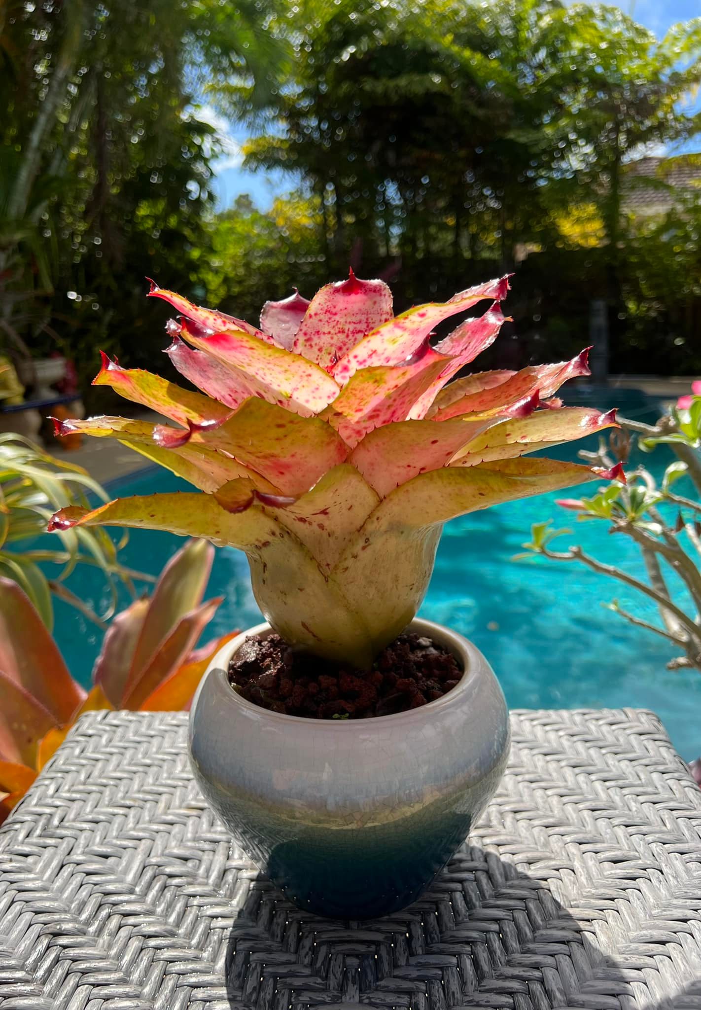 Neoregelia 'Cherry Float', by Jim Pearce of Apopka Florida USA 🇺🇸.