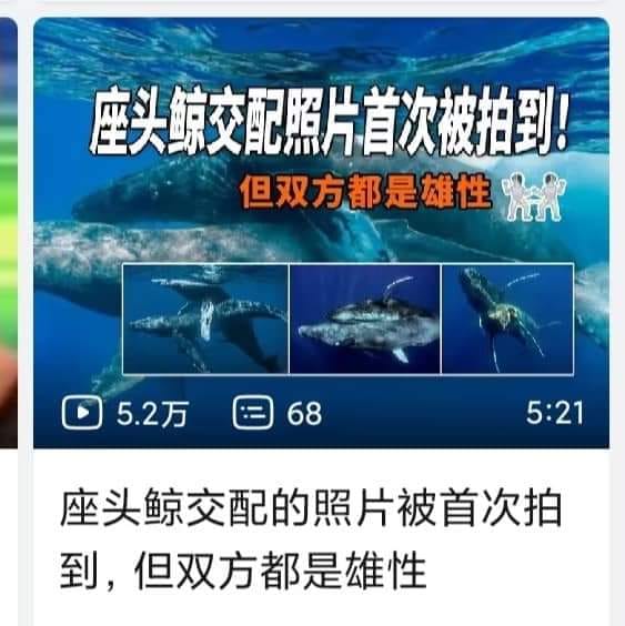 Hakai Wang - 『而且這次案例是一隻強壯的雄鯨強上了一隻瘦弱的雄鯨（在這之前那隻壯雄鯨已經追了瘦鯨一段時間了... | Facebook