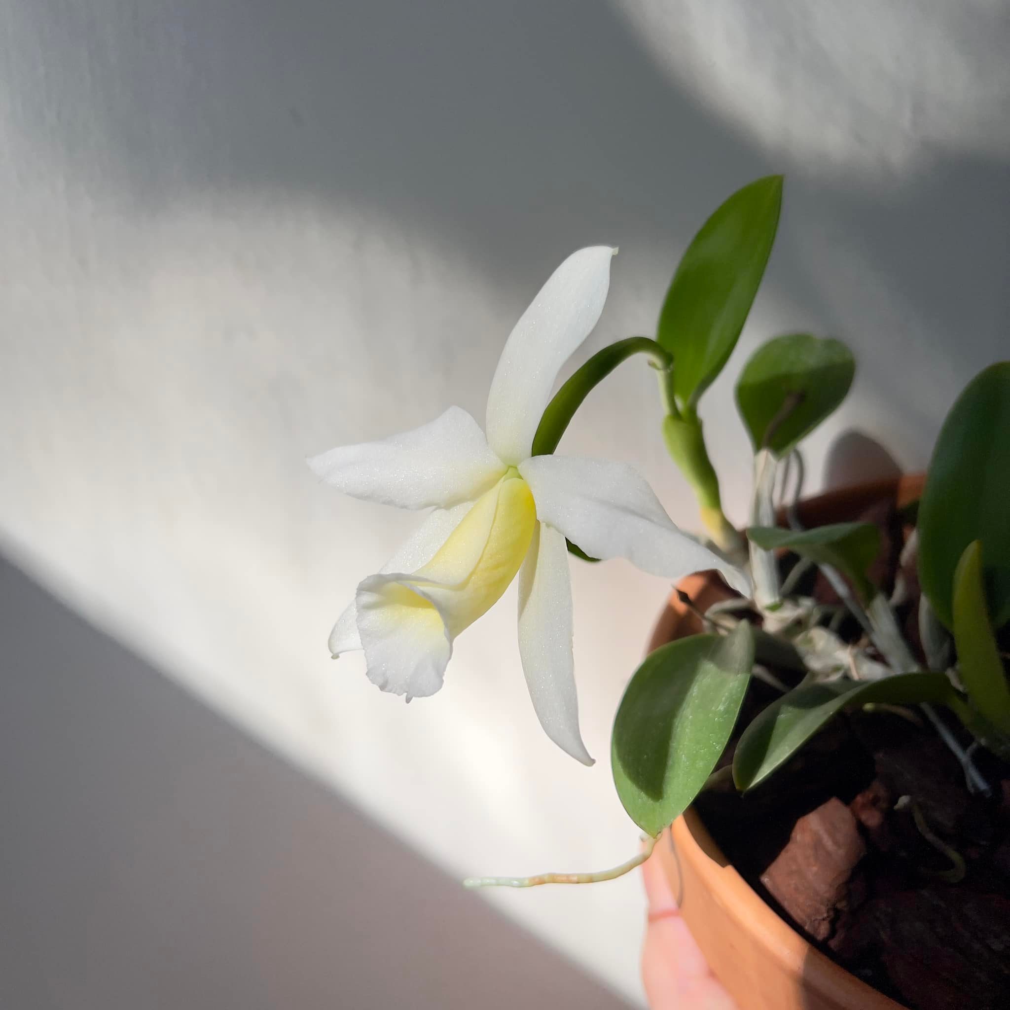 C. alaorii f. albescens (f. alba x self)