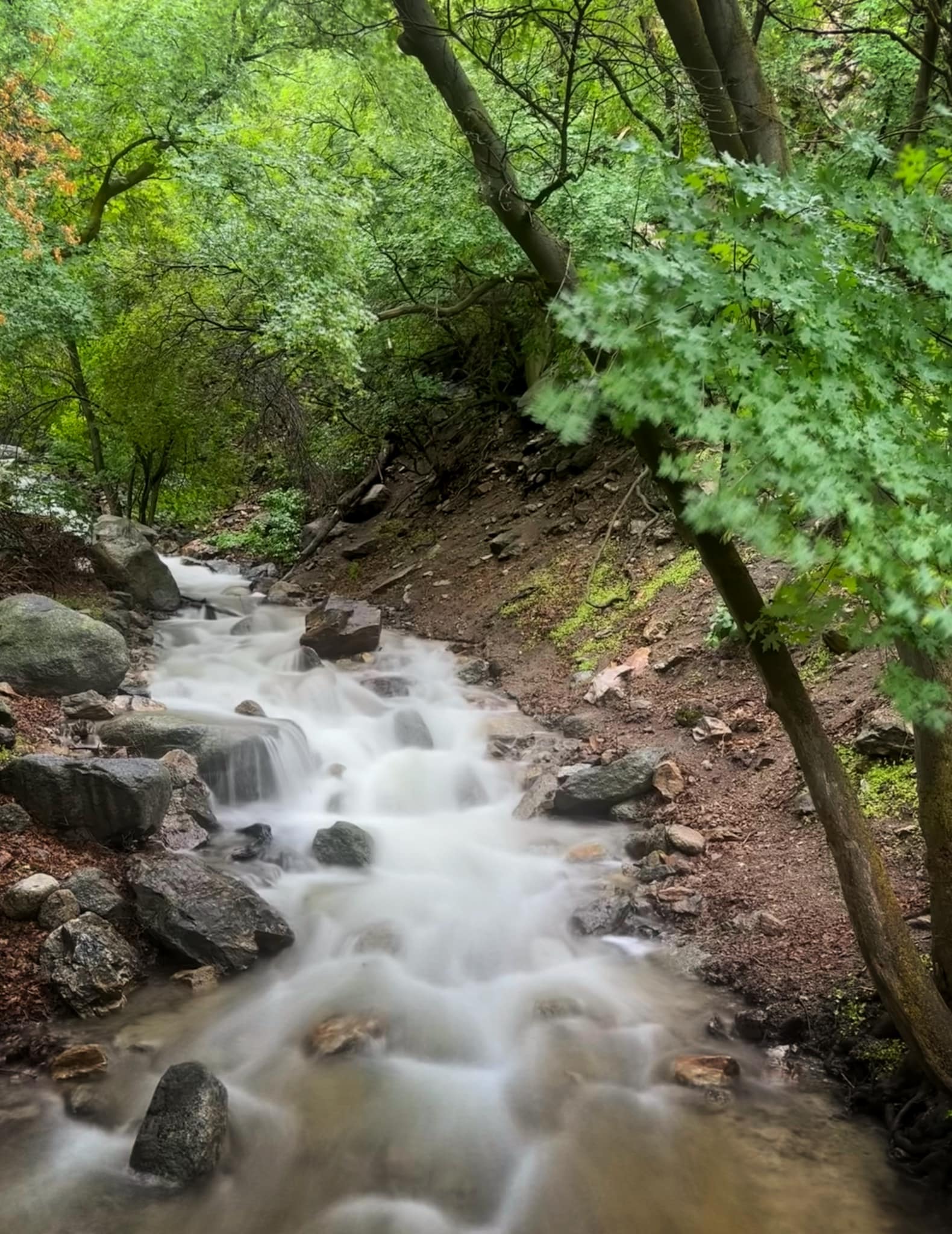Little Willow Creek, Wasatch National Forest, Utah