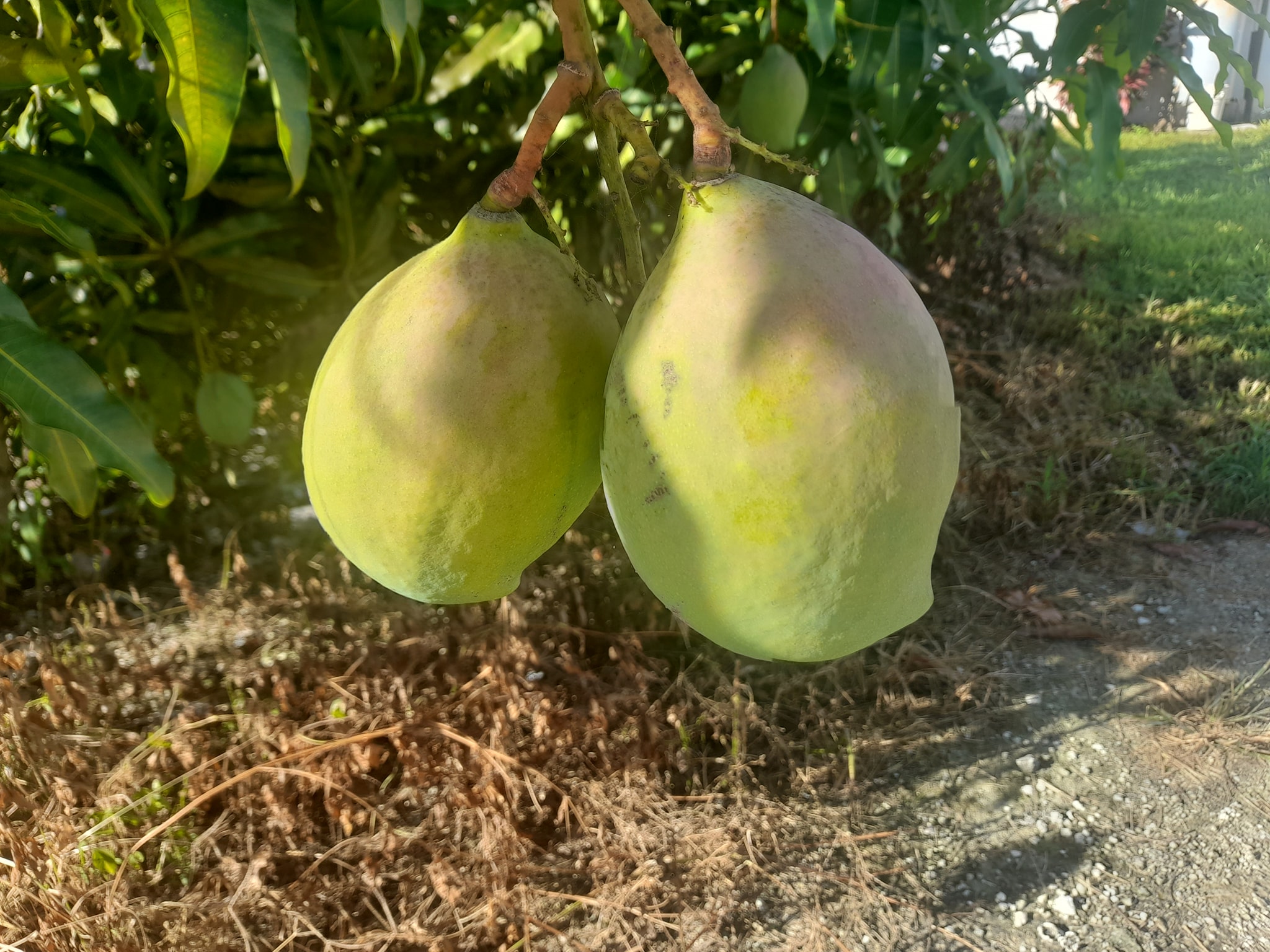 What is the identification of this mango?