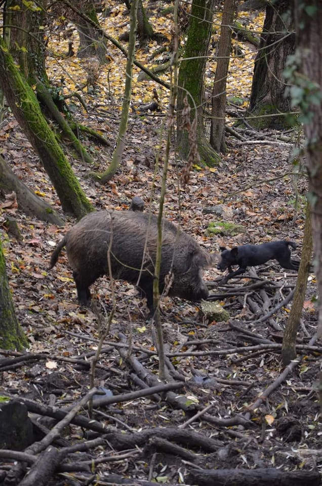 Sweat à Capuche "Je Préférerais Être Dans Les Bois À Chasser Le Sanglier" - Pour Chasseurs Et Amateurs De Plein Air