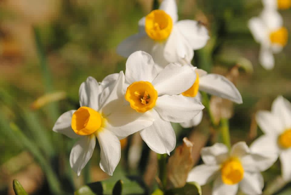 Daffodil Addiction | Wow. I always thought daffodils were not fragrant ...