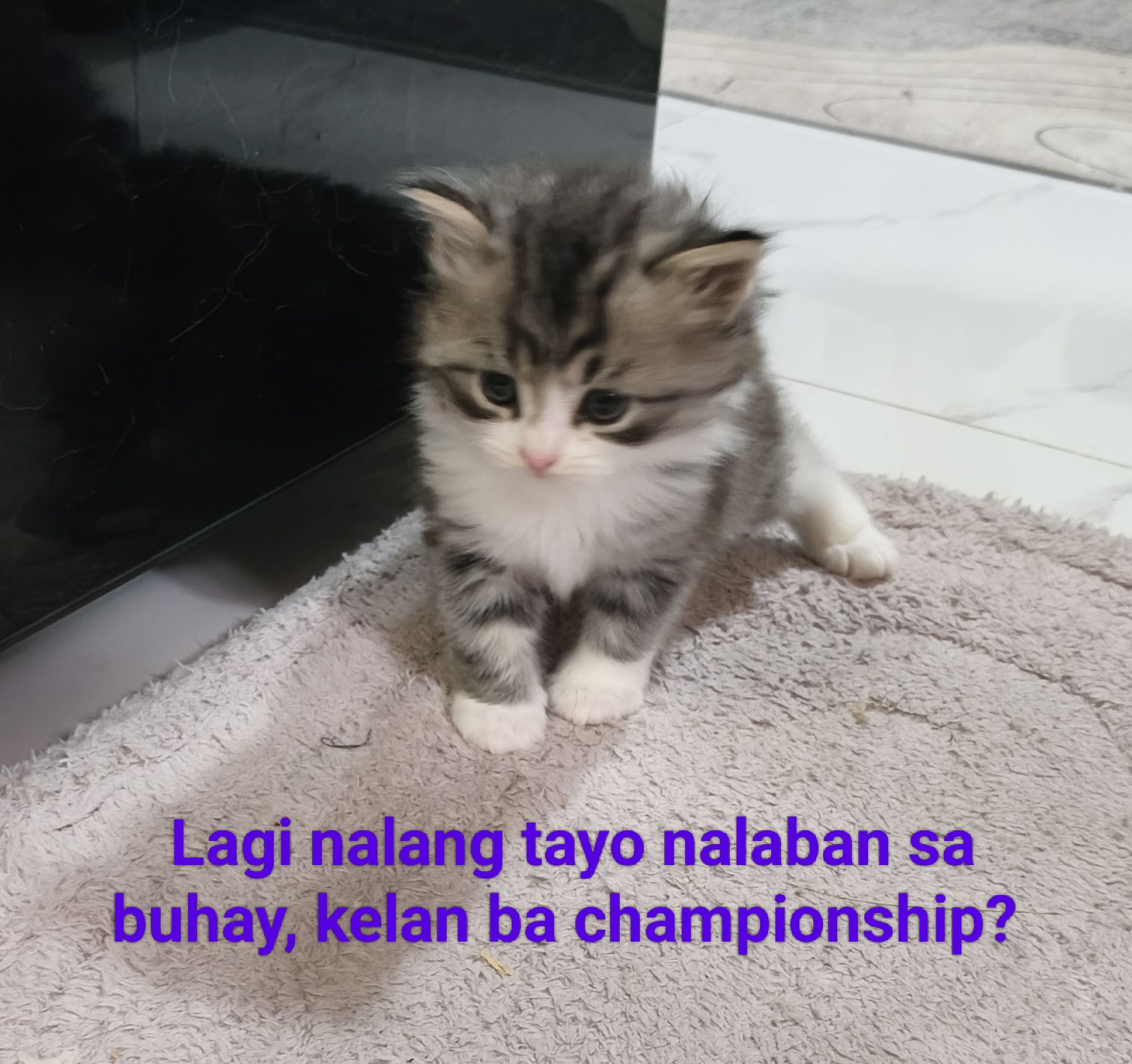 CAT LOVERS PHILIPPINES | Laban lang.. 👊👍🙂 | Facebook